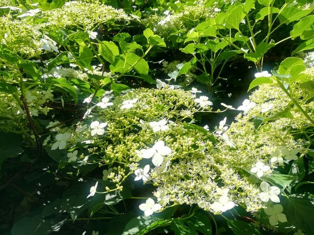 Les Hortensias du Haut Bois anomala Pétiolaris Tiliaefolia hortensia