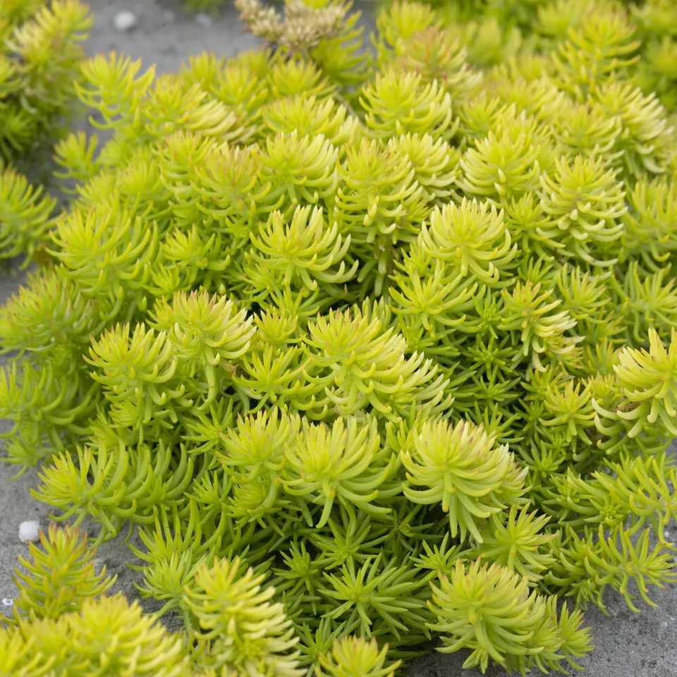 Bakker Angelina sedum des rochers plante pot 9cm doré