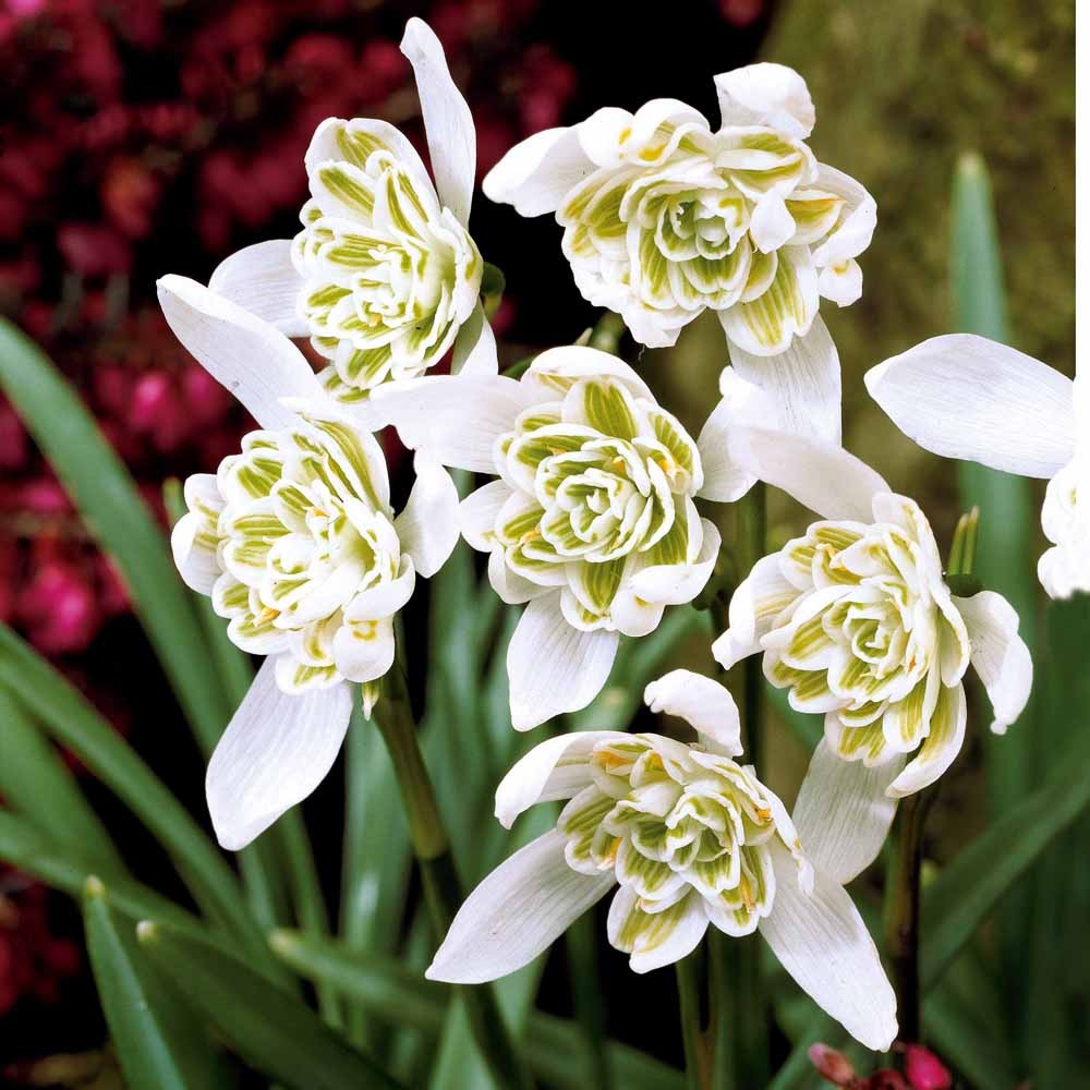 Bakker Bulbes à fleurs 10 Perce-neige double bulbes blanc