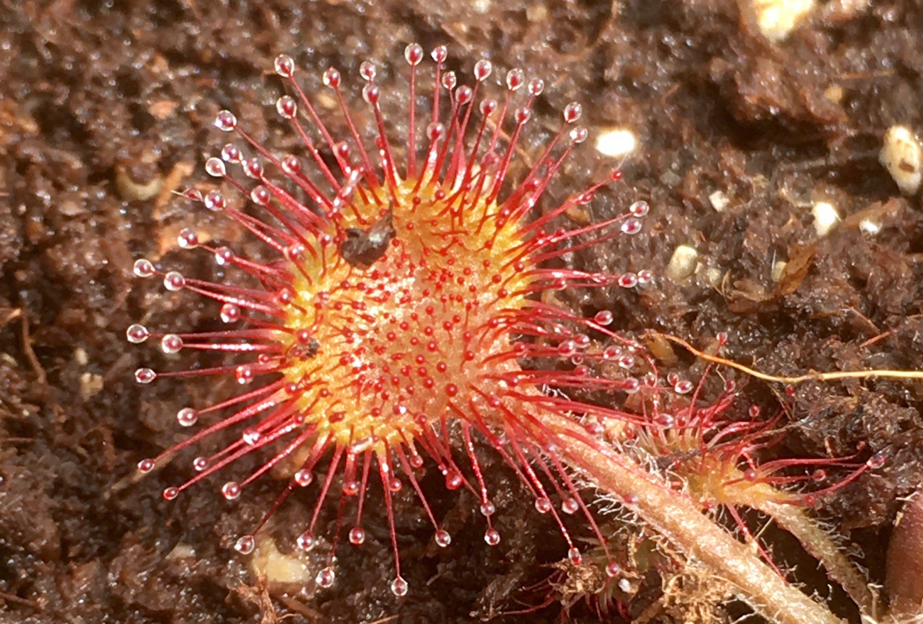 Carniflore Drosera rotundifolia plante carnivore feuilles rondes