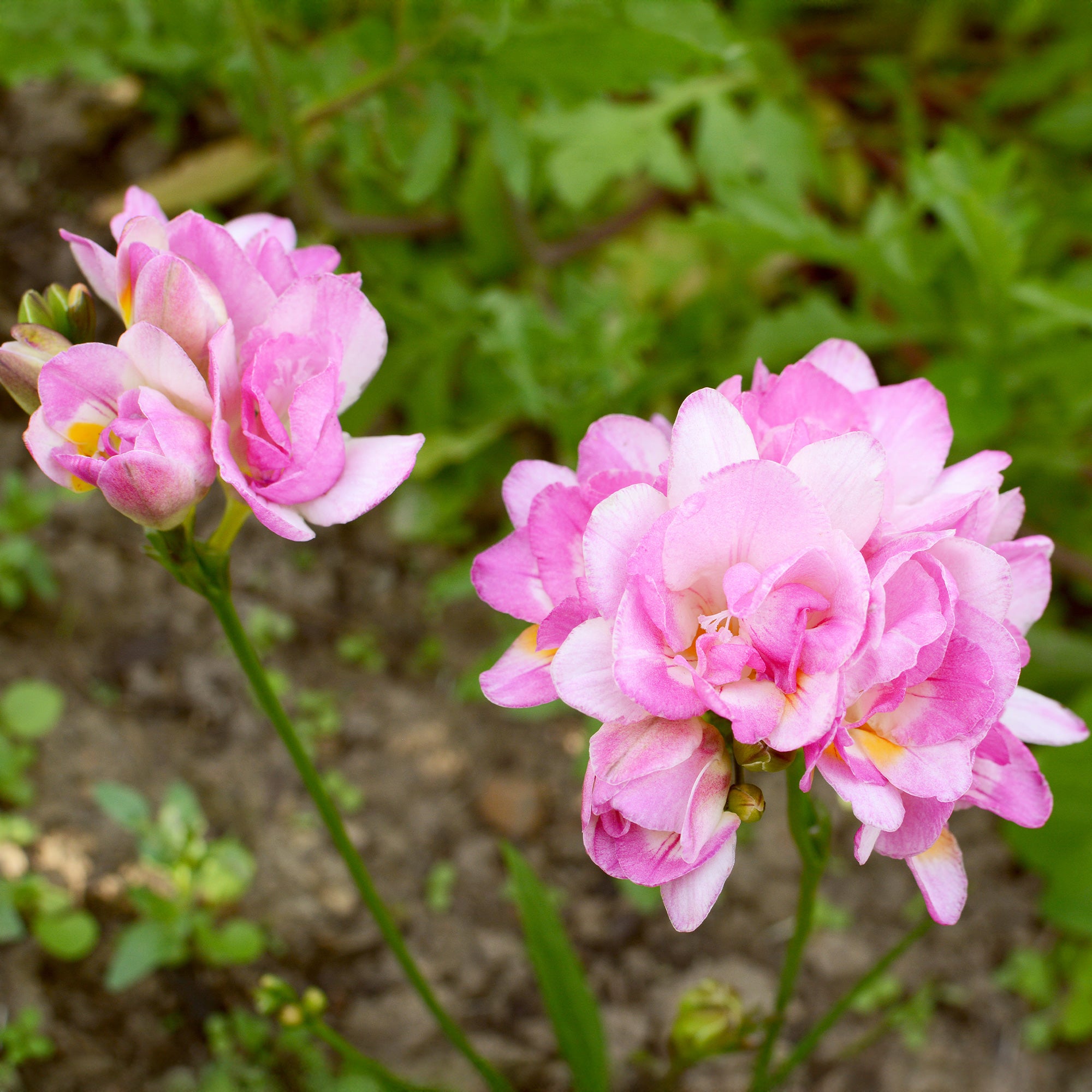 Bakker Freesia double rose 25 bulbes fleurs parfumées
