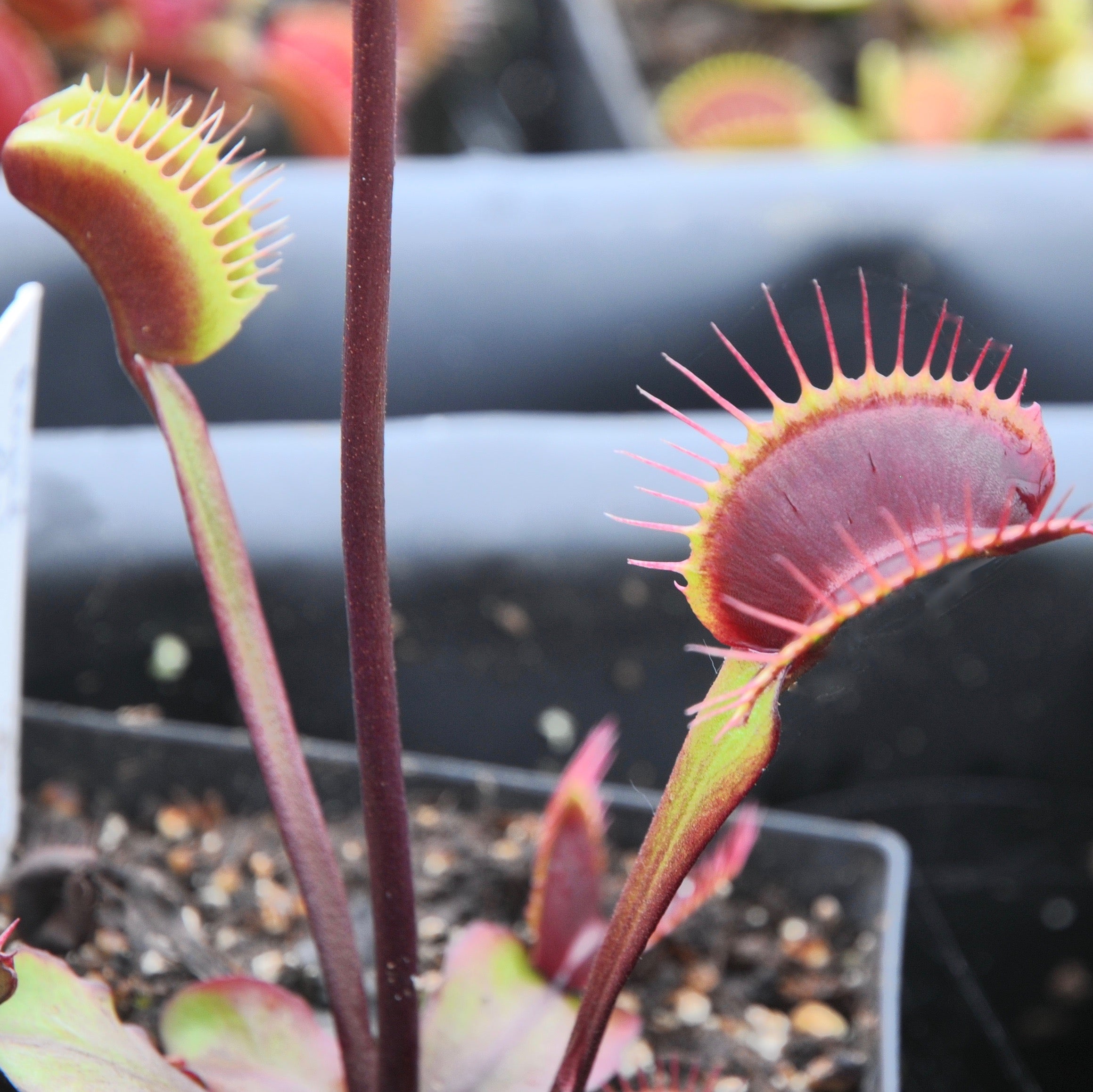 Carniflore Dionée Royal Red plante carnivore rouge adulte