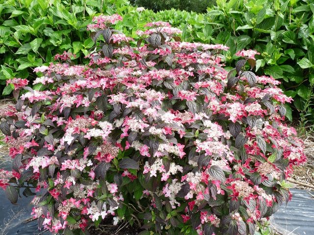Les Hortensias du Haut Bois Kurenaï hortensia serrata godet