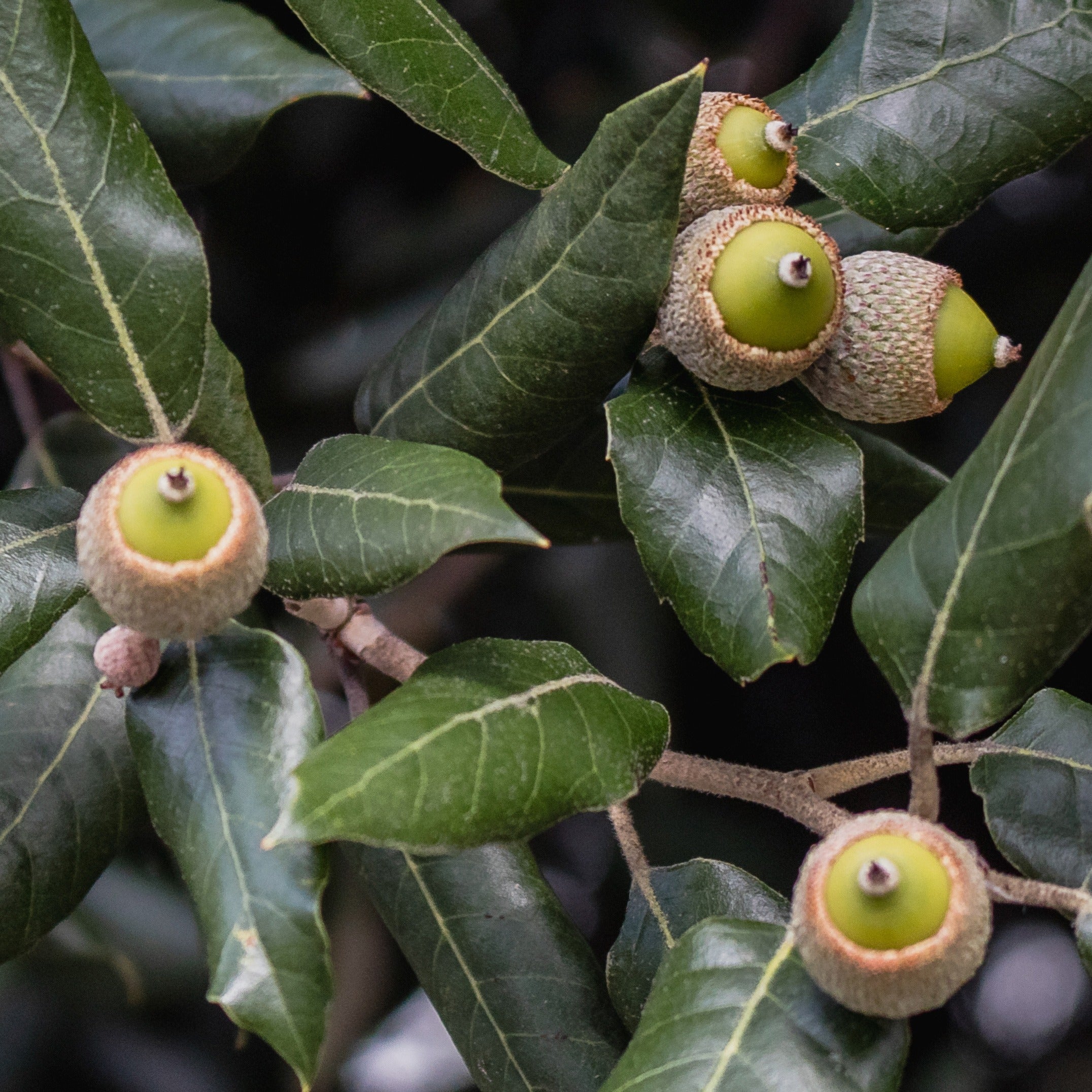 Bakker Chêne vert Quercus ilex arbre pot 3L 30-40cm