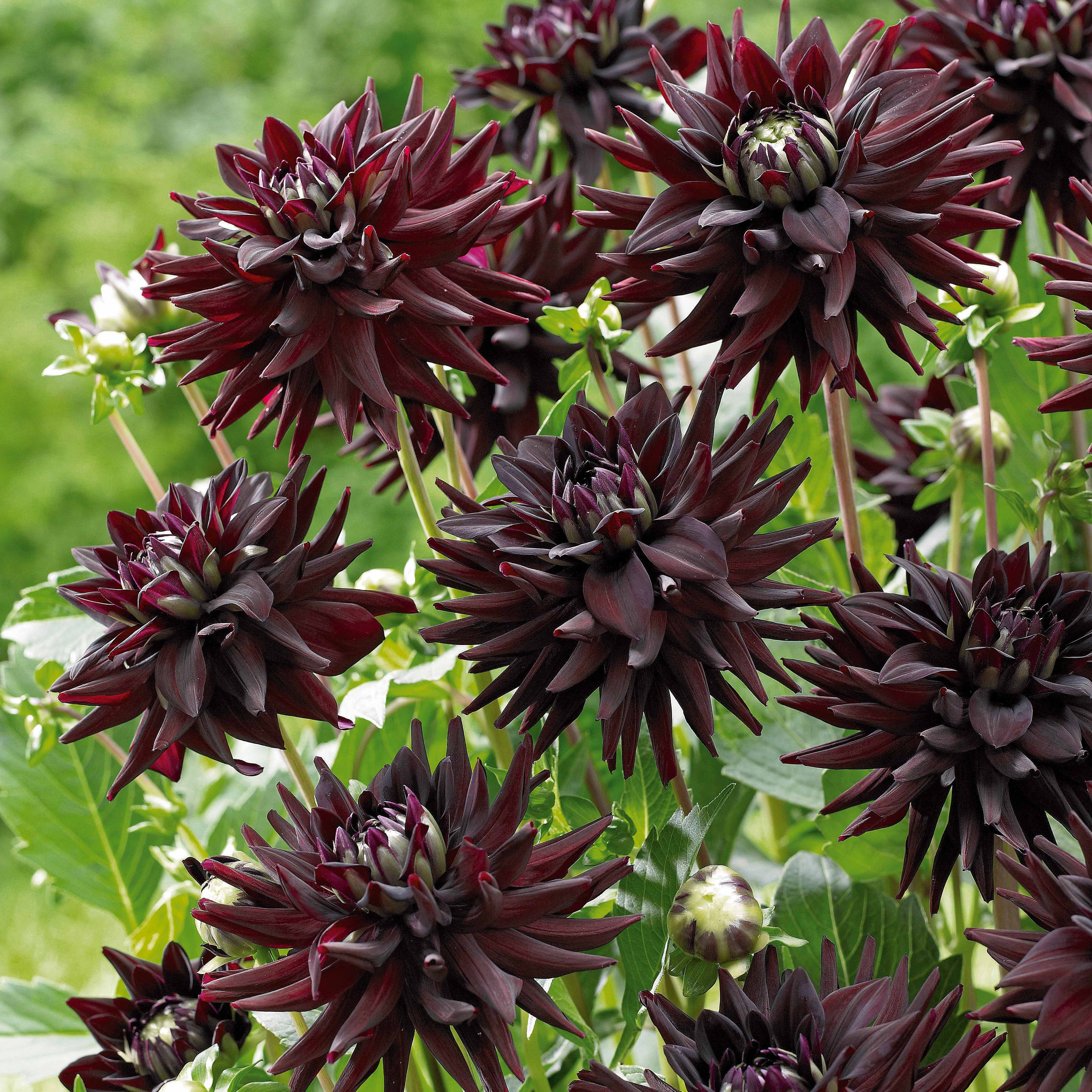 Bakker dahlias cactus en mélange sachet 8 bulbes