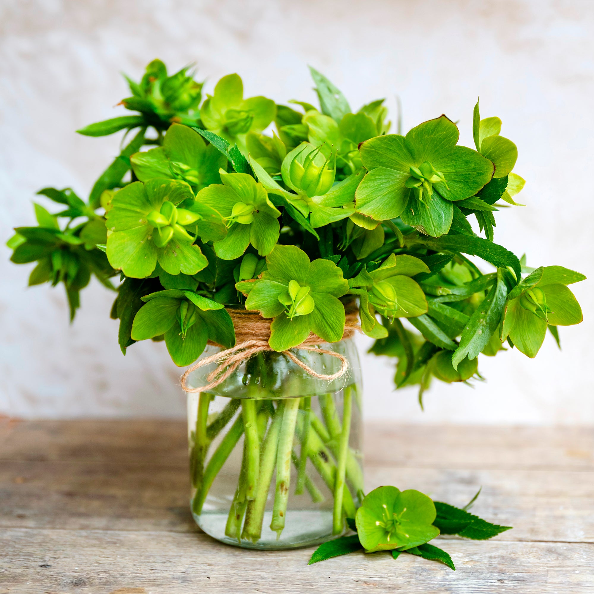 Bakker Hellébore de Corse plante vivace pot Ø9cm fleur verte