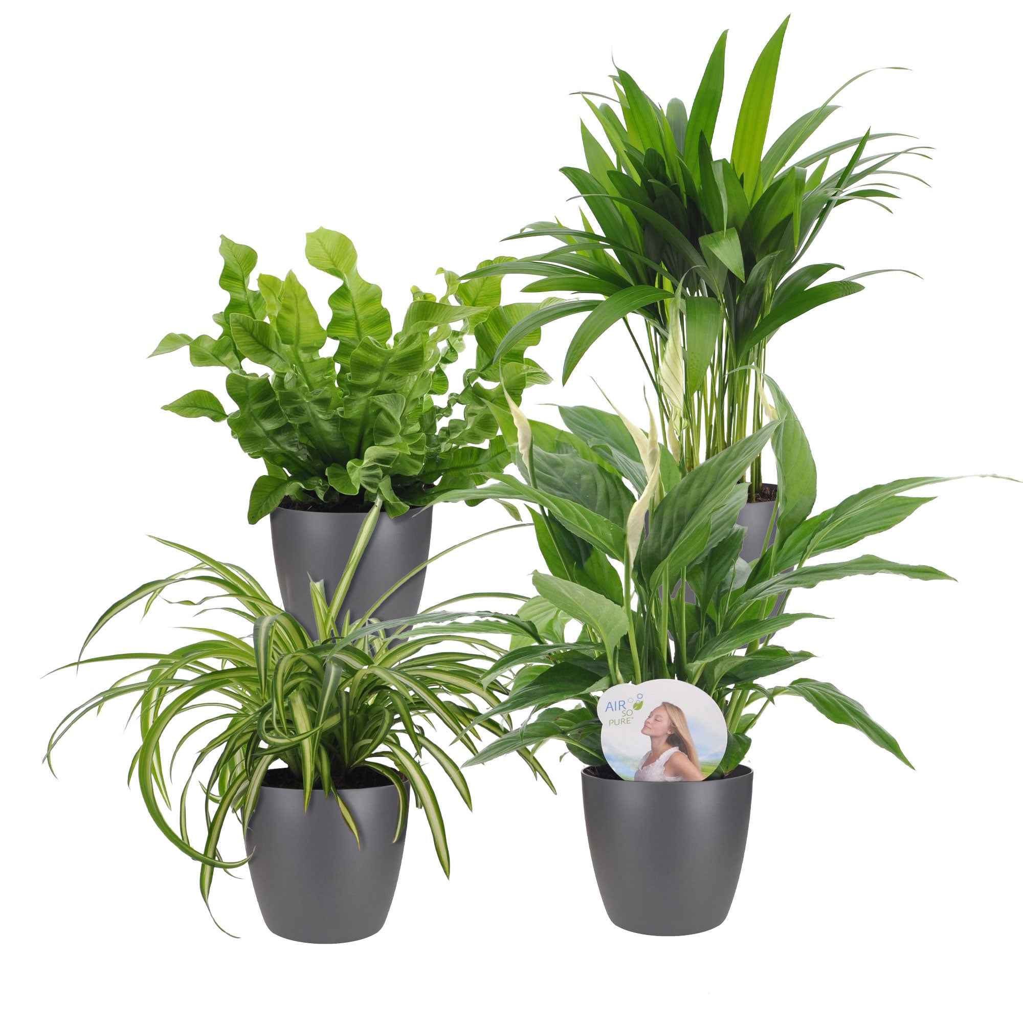Bakker Collection plantes dépolluantes vertes 8 pots gris 12cm