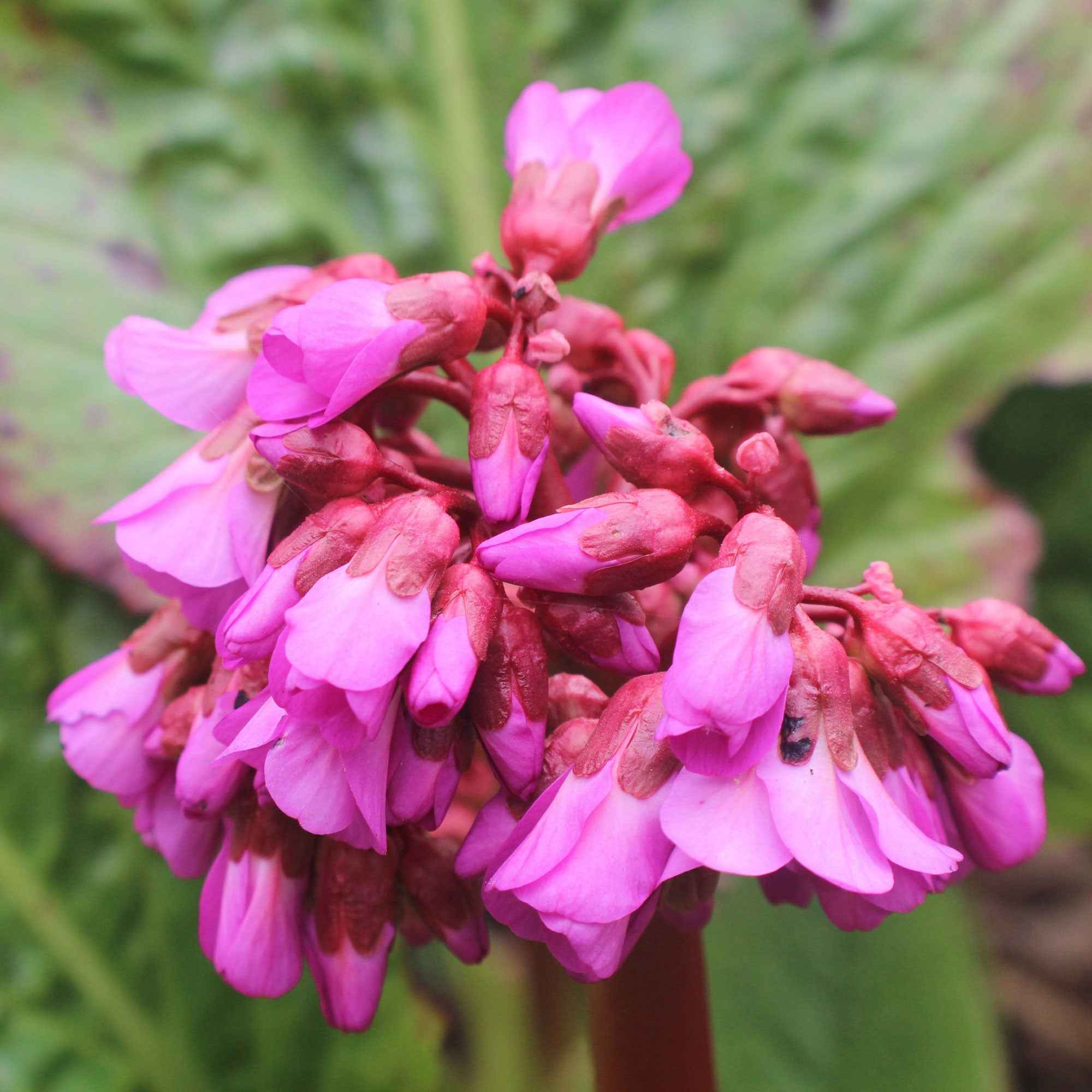 Bakker Bergenia Eroica bergénia vivace pot 9cm fleur rouge