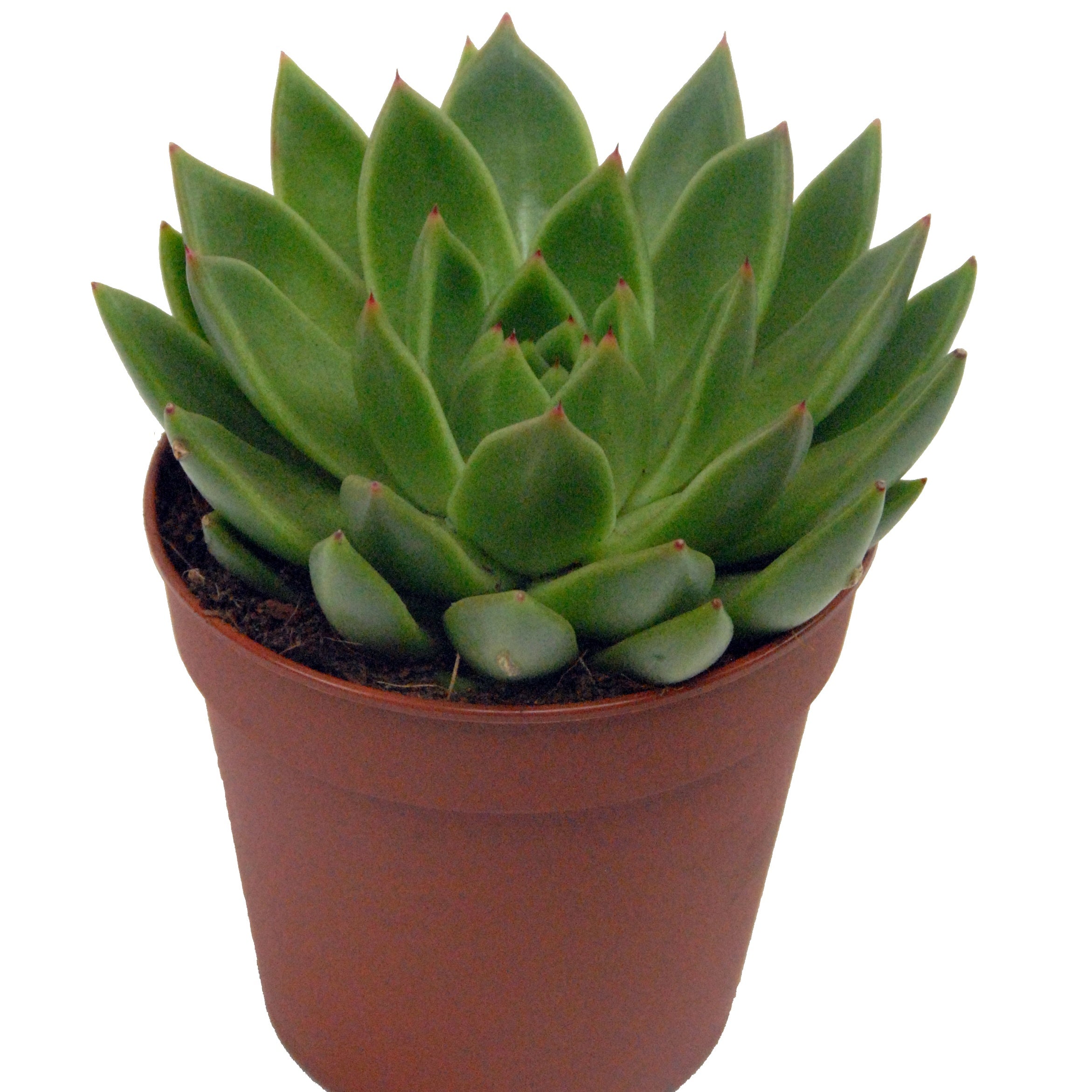 Bakker Echeveria agavoides succulente 2 pots Ø12cm cache-pot