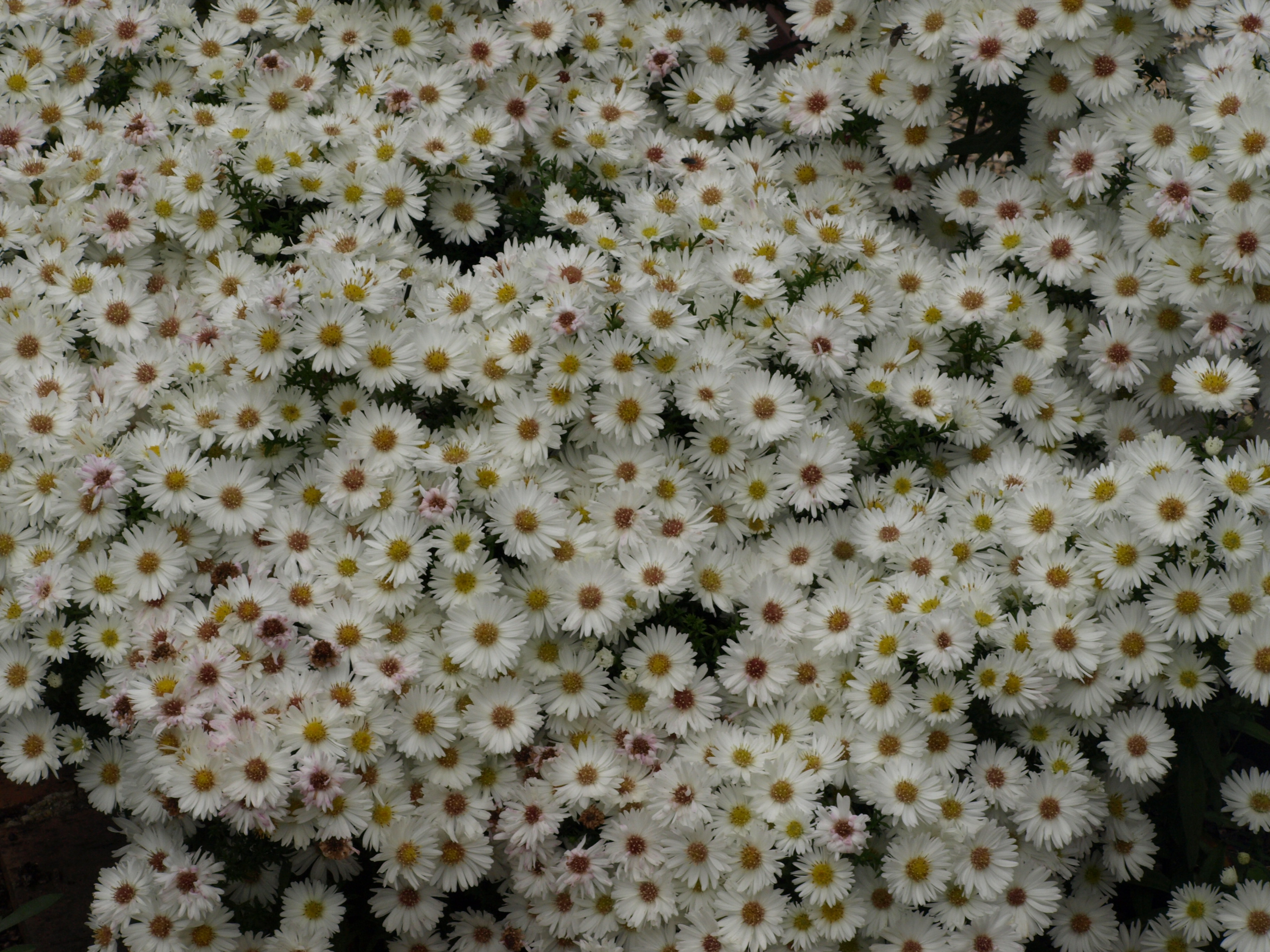 Passion Vivaces Aster Girasol aster godet blanc pur 30 mm
