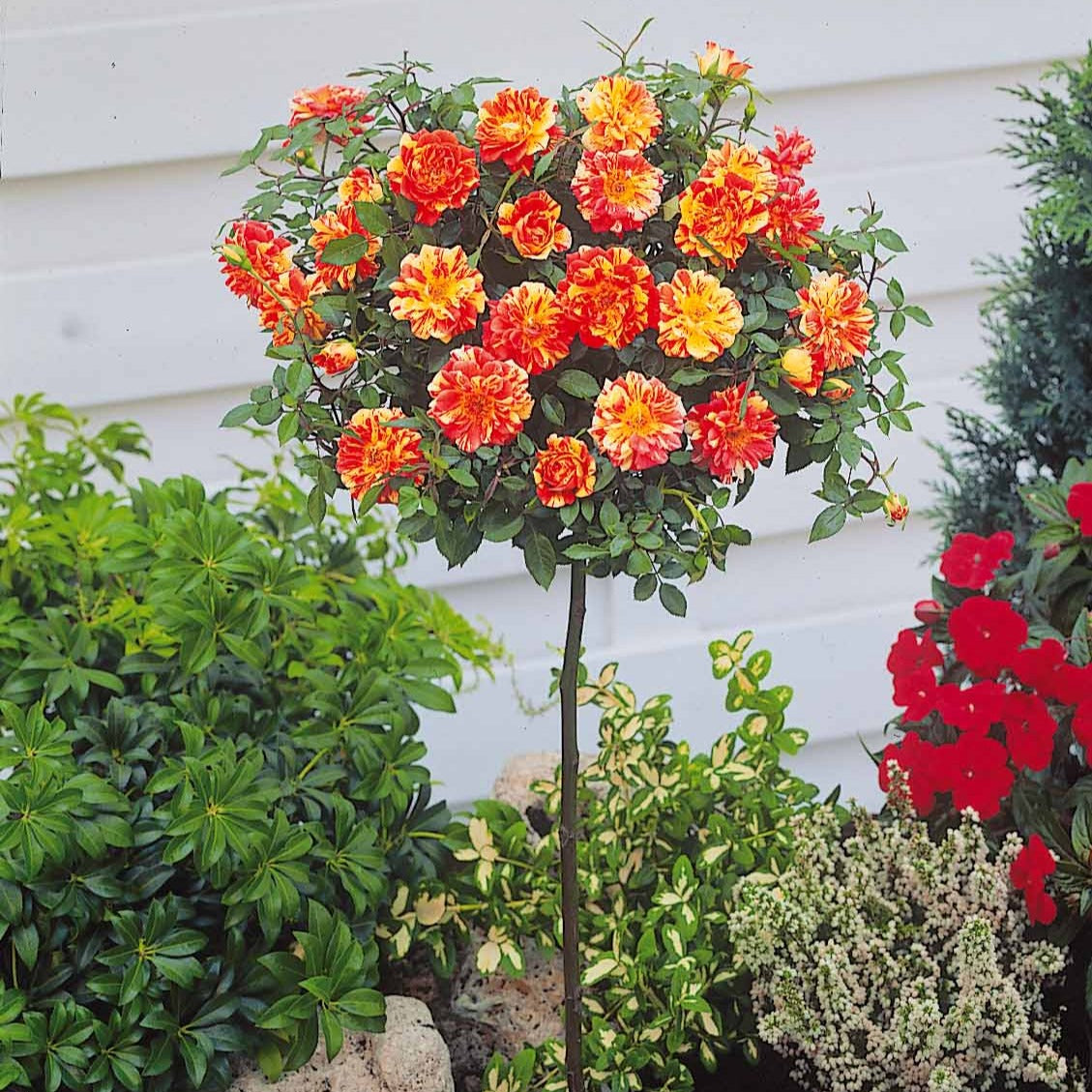 Bakker Mini-rosier Mousha sur tige racine nue 45-55cm
