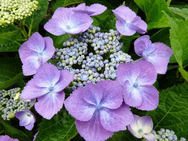 Les Hortensias du Haut Bois Zaunkönig hortensia macrophylla fleurs plates godet