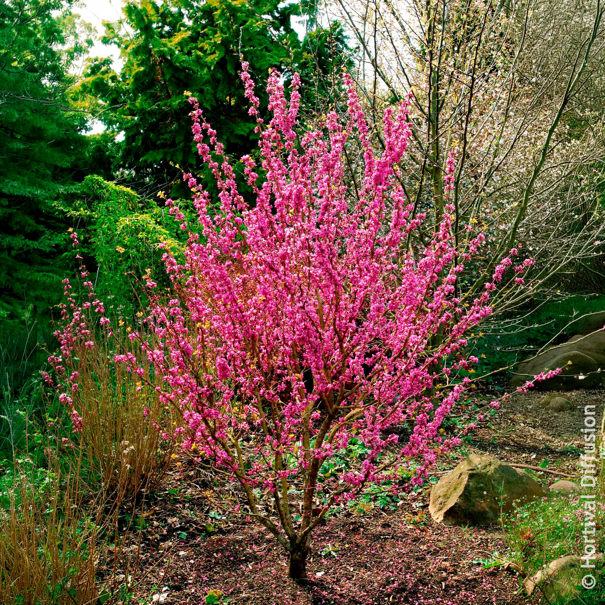 Bakker Avondale arbre de Judée de Chine pot 14 cm