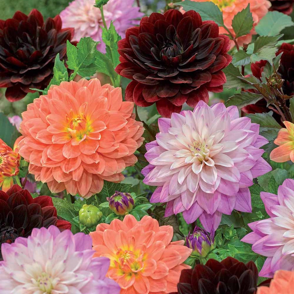 Bakker Bulbes à fleurs 6 Dahlias mélange bulbe sachet 6 calibre I
