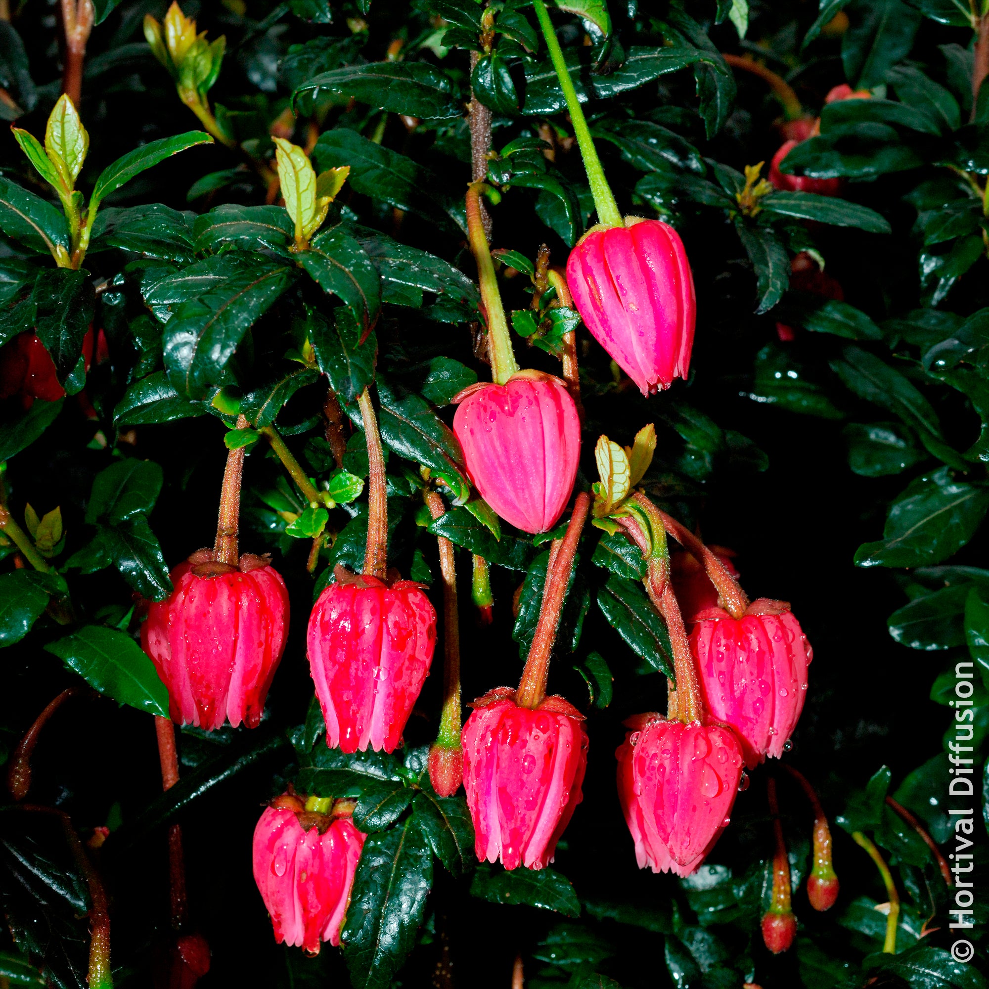 Bakker Crinodendron Hooker arbuste pot 4,5L fleurs rouges