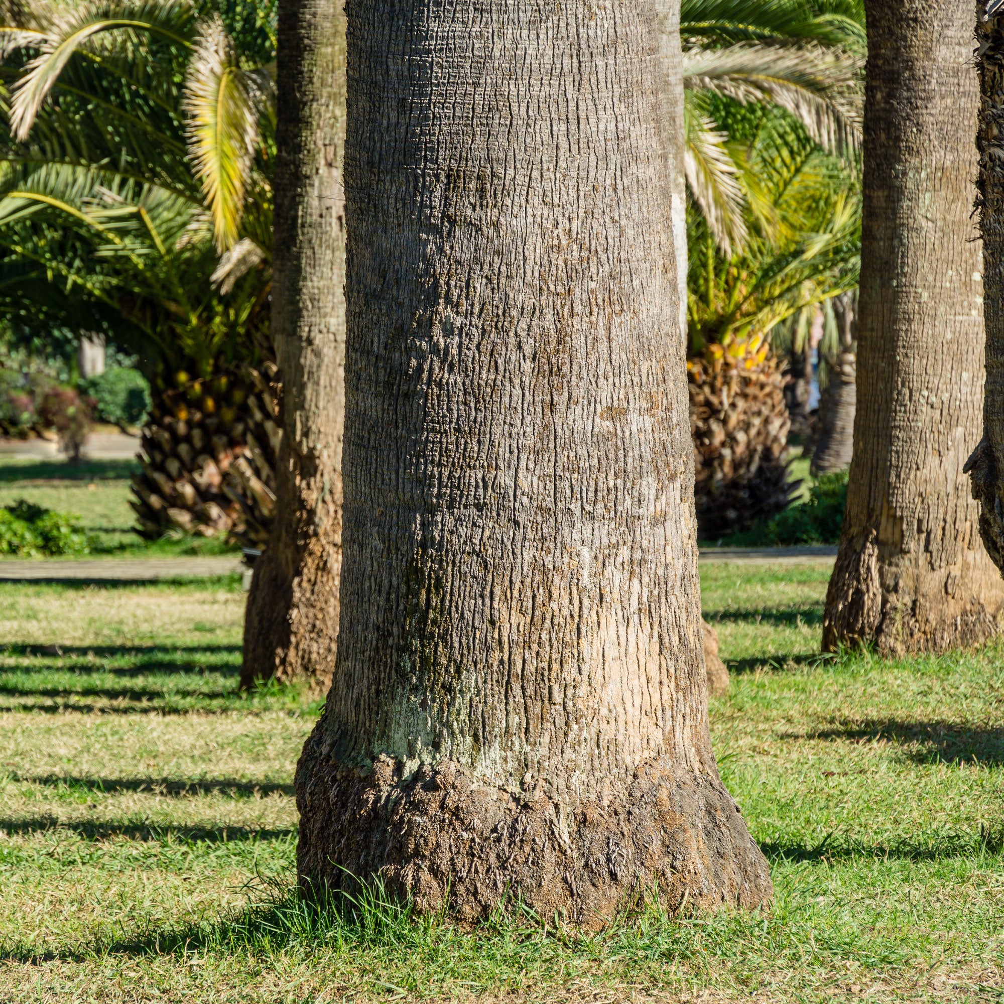 Bakker Palmier à jupon Washingtonia pot Ø 10cm soleil