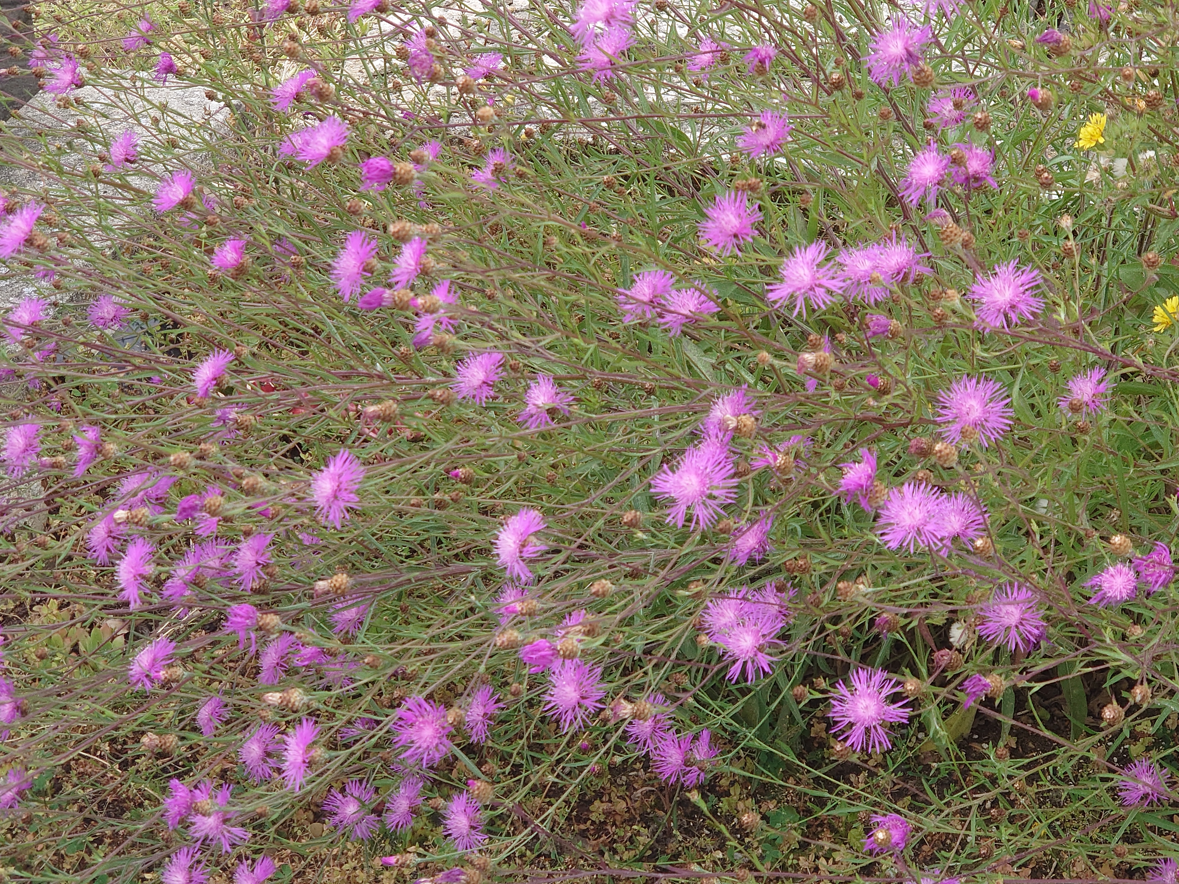 Passion Vivaces Centaurea Jacea centaurée godet rose