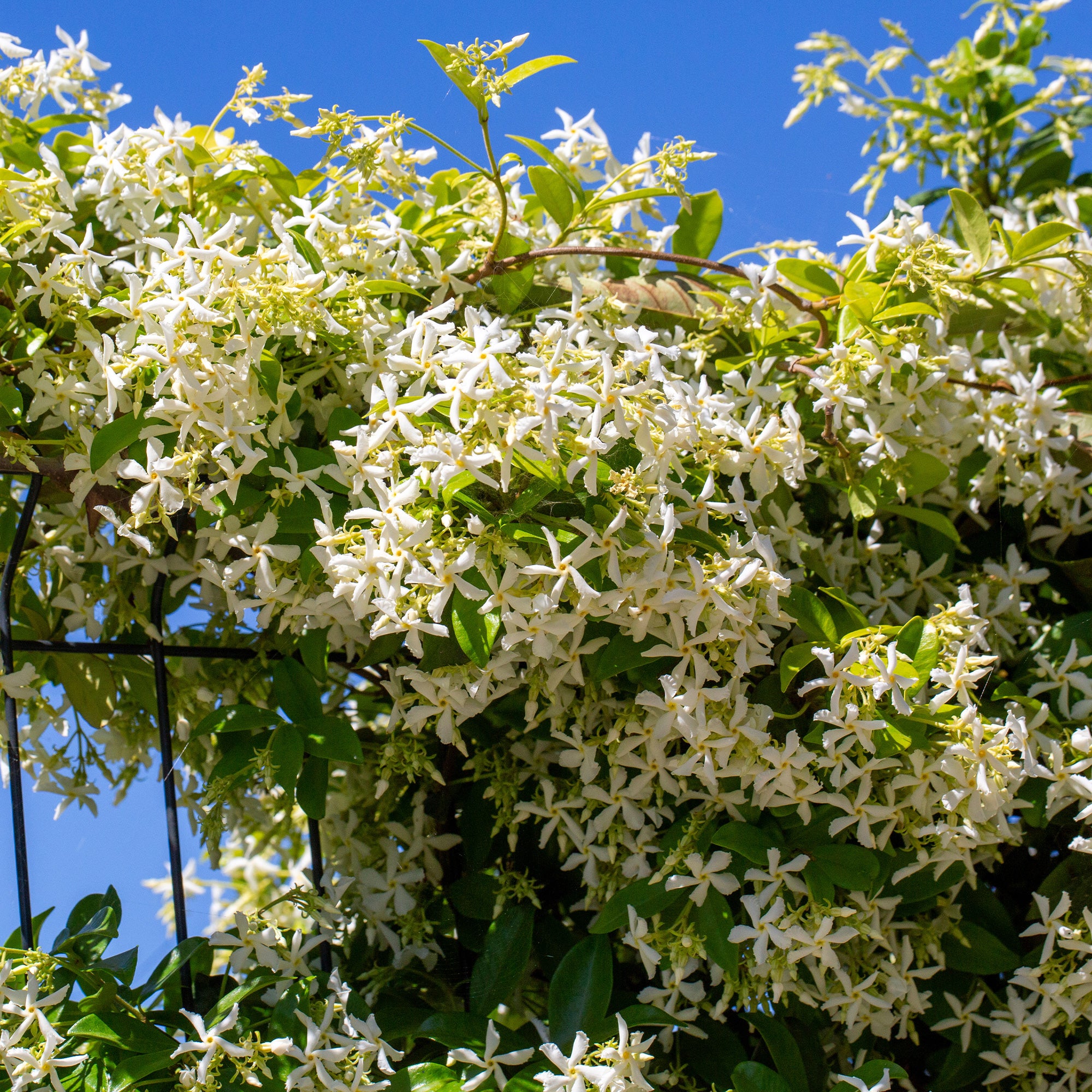 Bakker Jasmin étoilé grimpante pot 2L fleurs blanches