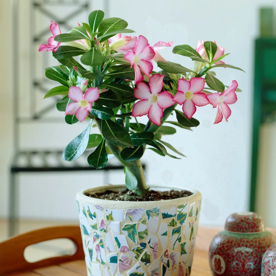 Bakker Rose du désert Adenium plante intérieur rose 20 cm