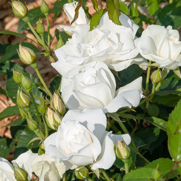 Bakker Rosier sur tige Korbin racine nue blanc tige 90-100cm