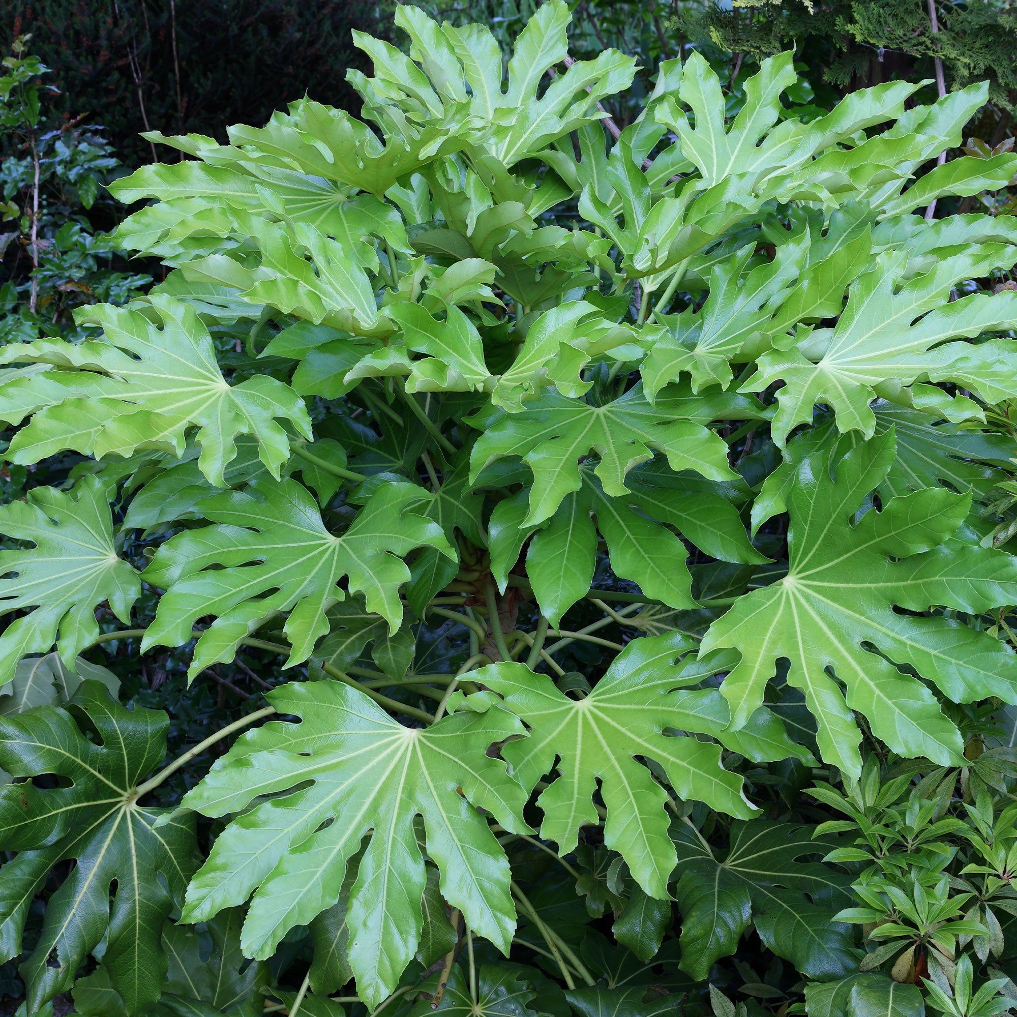Bakker Aralia du Japon Fatsia japonica plante verte pot Ø9cm