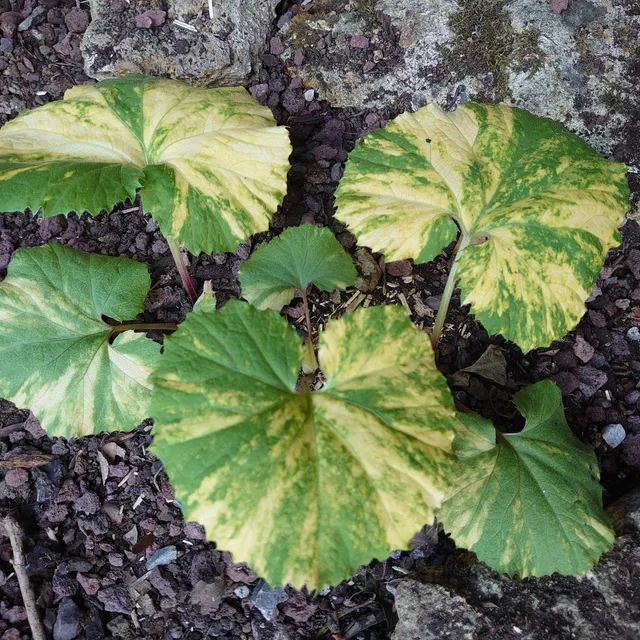 Passion Vivaces PETASITES japonicus Variegatus pétasite pot 1 L panaché