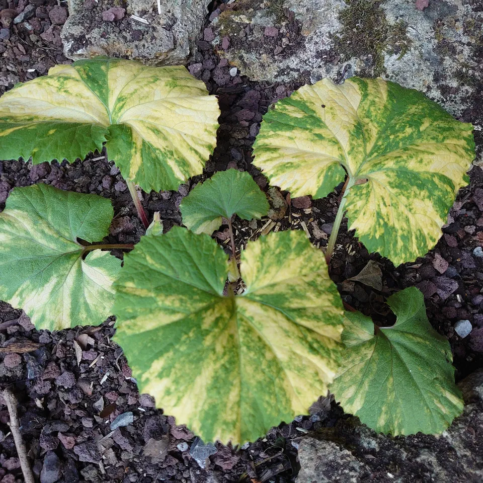 Passion Vivaces PETASITES japonicus Variegatus pétasite pot 1 L panaché