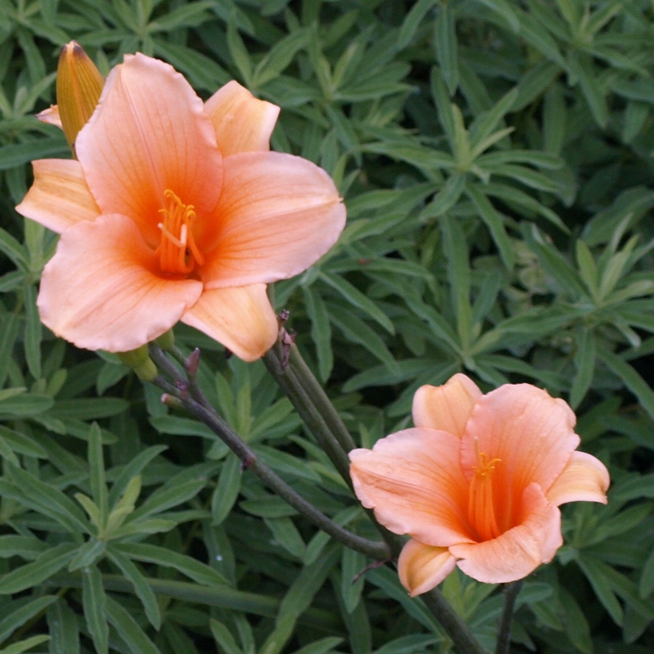 Passion Vivaces Hemerocallis 'Toyland' hémérocalle pot 1 litre