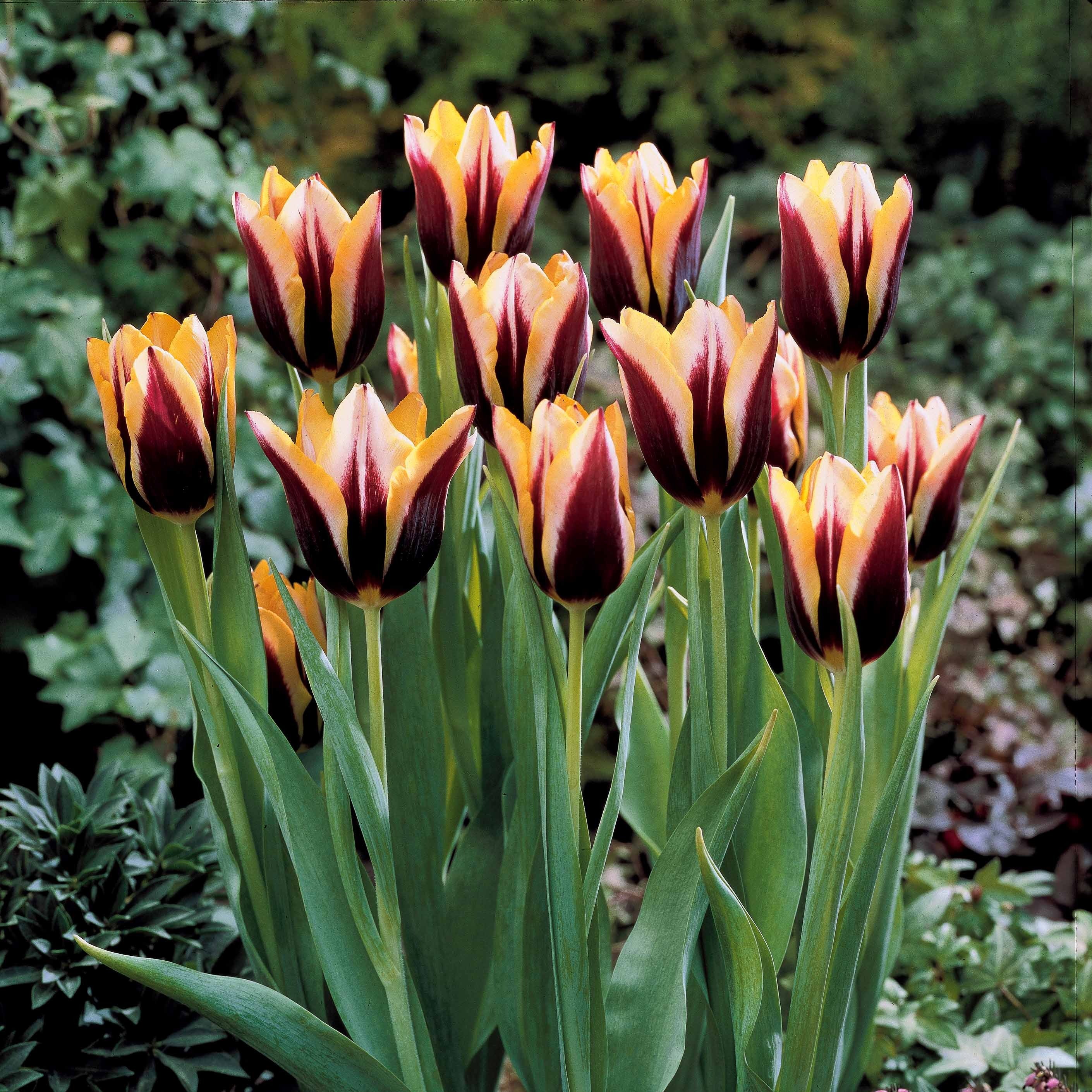 Bakker Tulipe Gavota bulbe fleur sachet 10 bordeaux jaune
