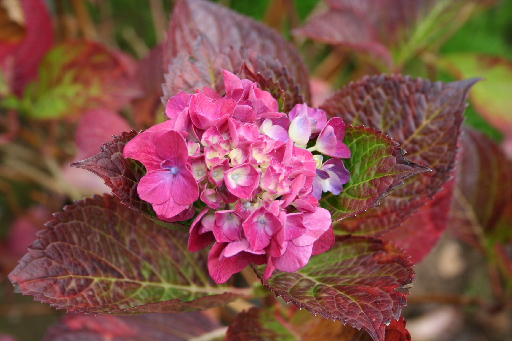 Les Hortensias du Haut Bois Alpenglühen hortensia fleurs rondes rouge