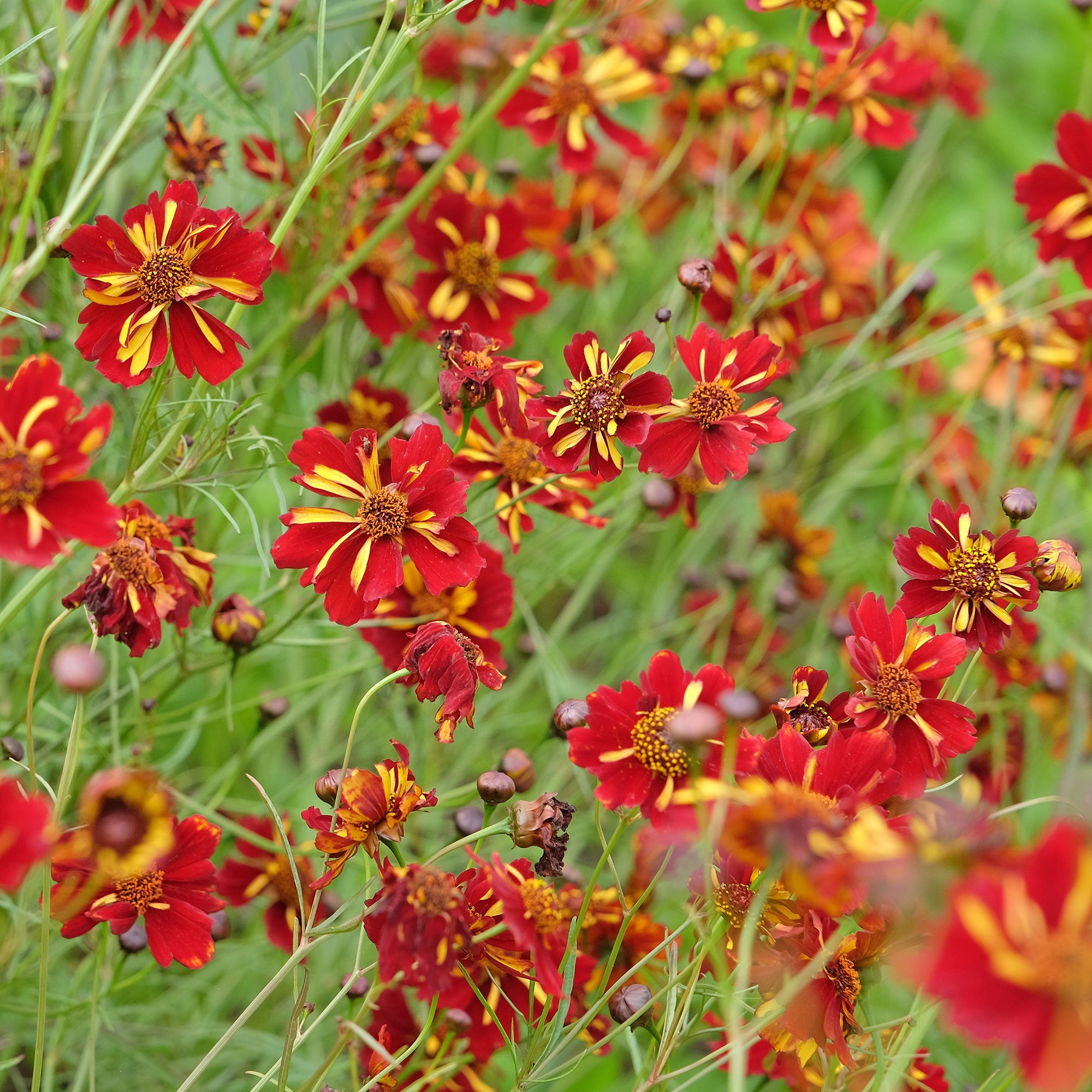 Bakker Coreopsis Roulette graines sachet fleurs rouge et or