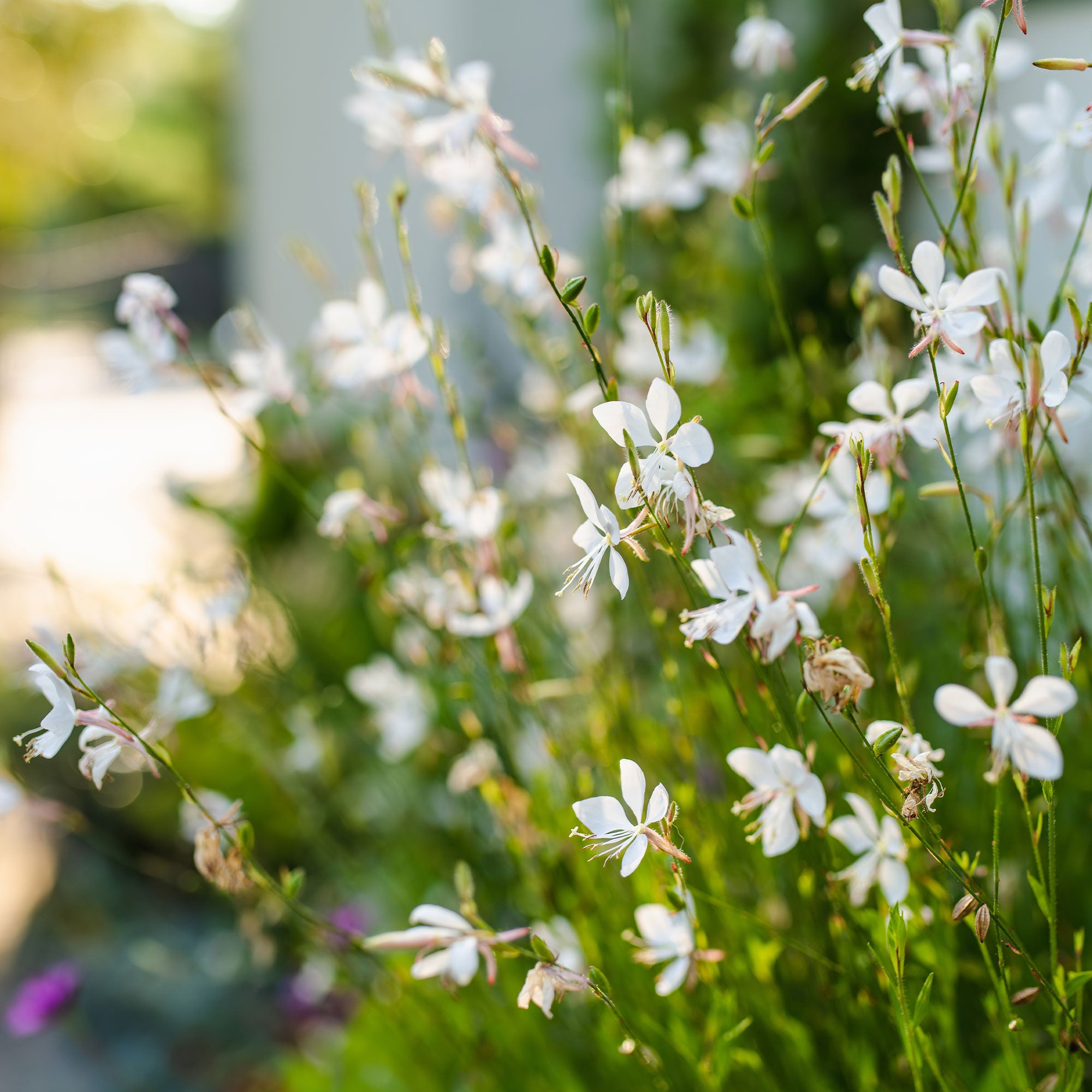 Bakker Gaura Snowstorm vivace pot Ø9cm fleurs blanches