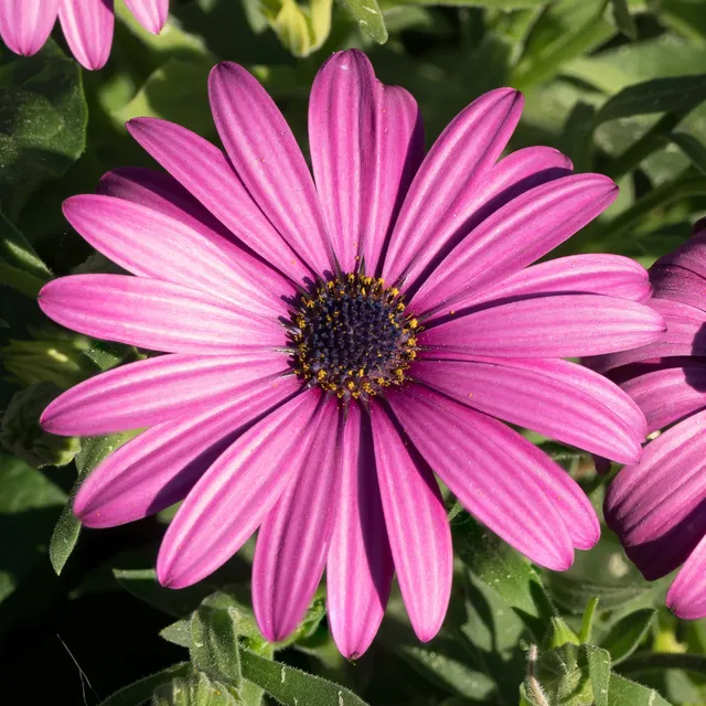 Bakker Marguerites du Cap pourpres lot 3 pots fleur fuchsia
