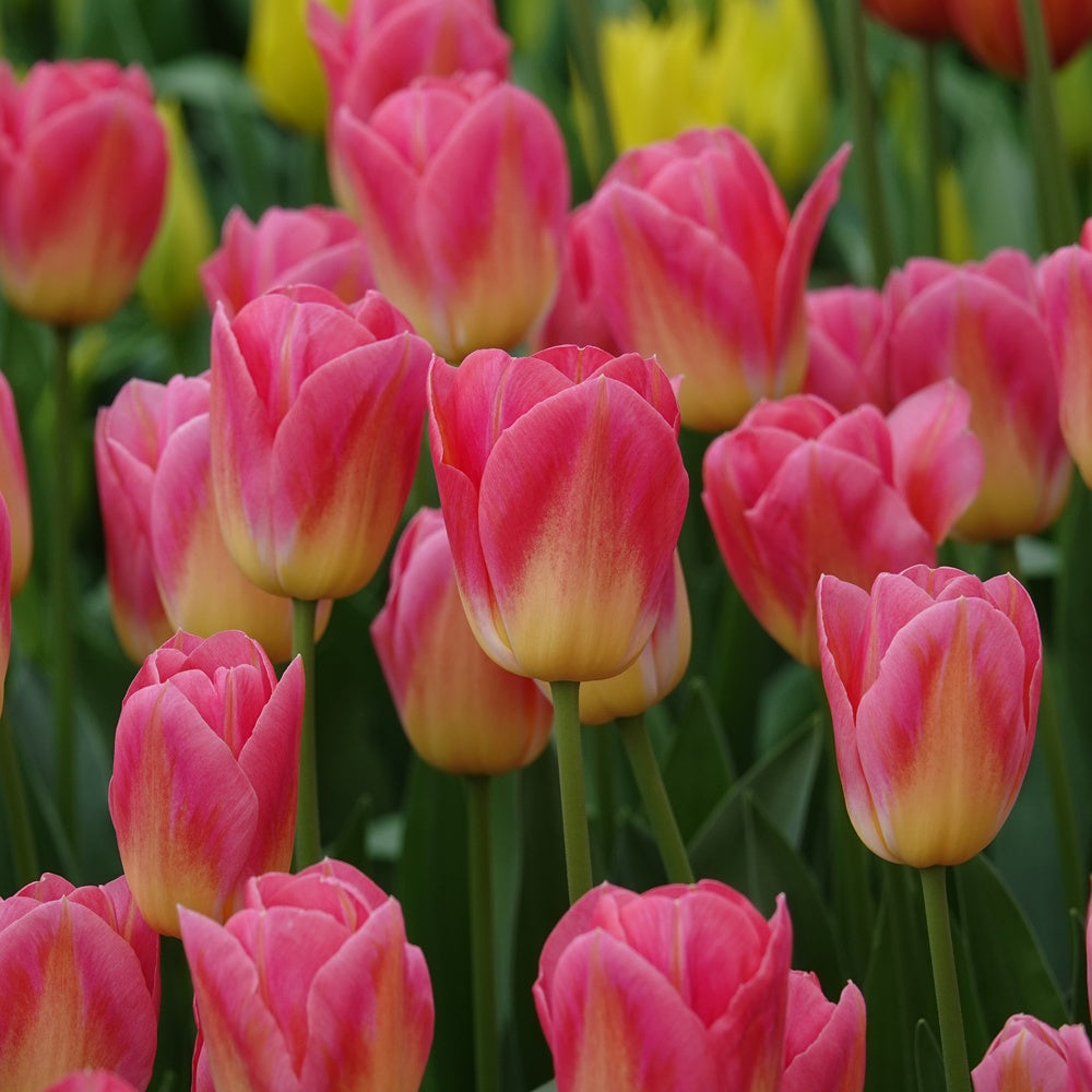 Bakker Tulipes Triomphe Tom Pouce bulbes 7 rose parfumée