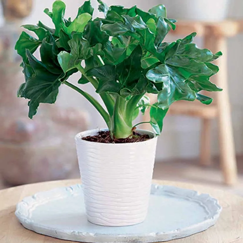 Bakker Philodendron Monstera Atom plante verte 2 pots Ø12cm