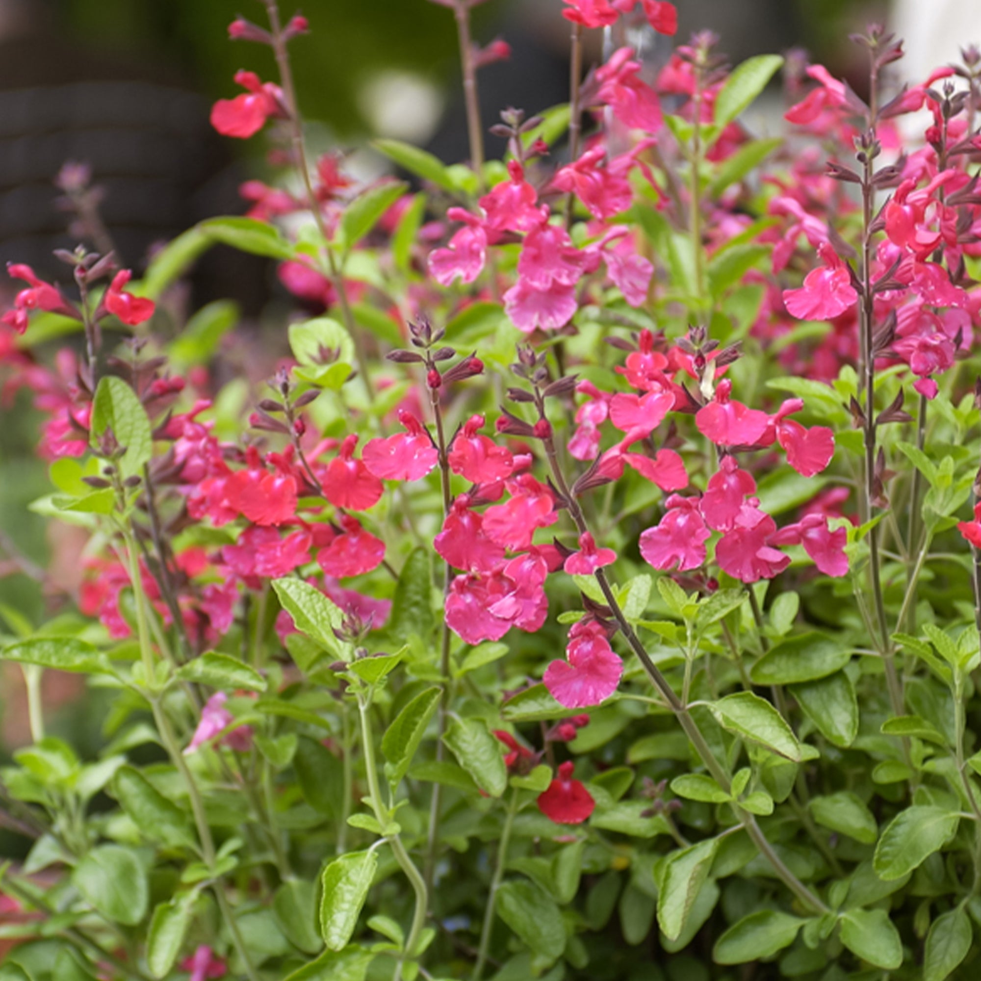 Bakker Sauge Cerro Potosi plante vivace pot Ø9cm fuchsia