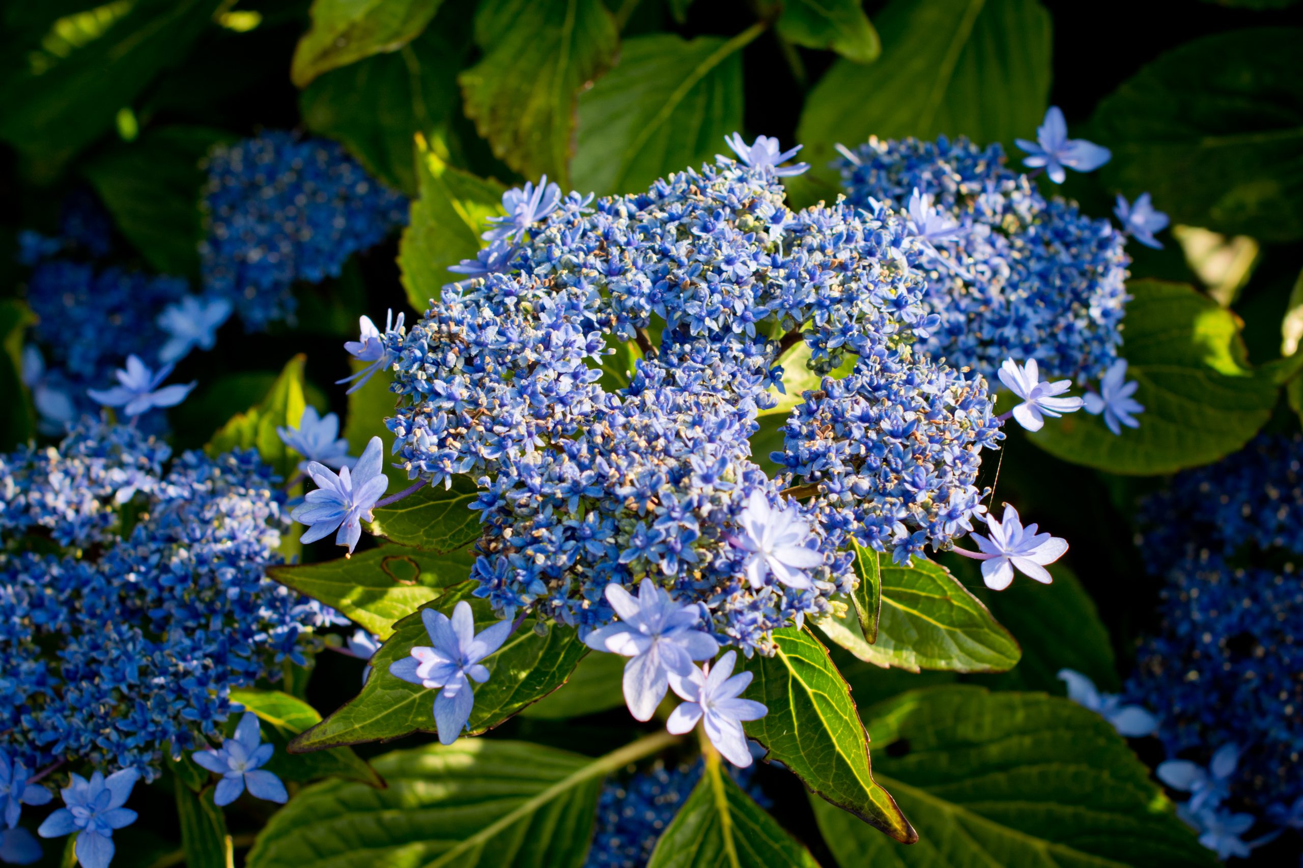 Les Hortensias du Haut Bois Izu no hana hortensia fleurs plates