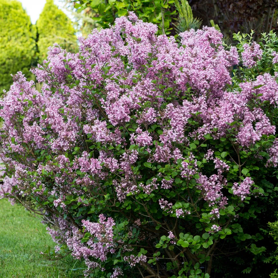 Bakker Arbustes Lilas Prince Charmant pot 2L rose 30-40 cm remontant