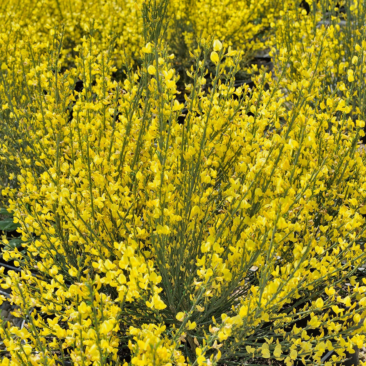Bakker Genêt jaune Cytisus arbuste fleuri pot 9cm fleurs jaune or