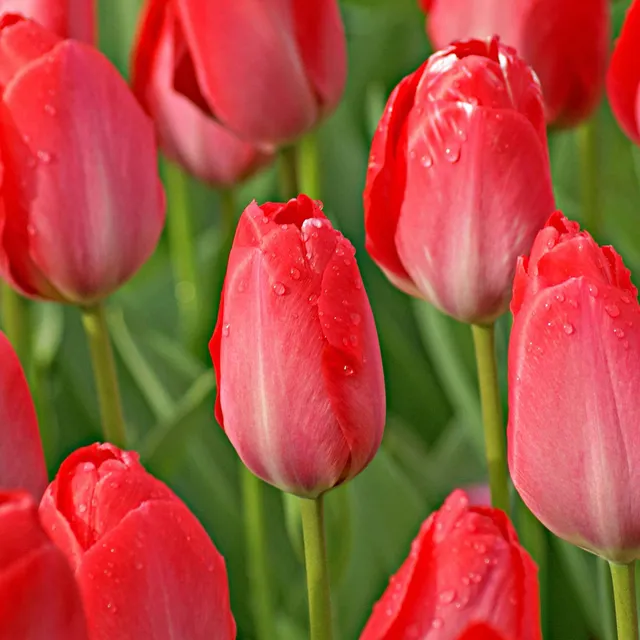 Bakker Van Eijk tulipe rose lot de 10 bulbes fleur coupée