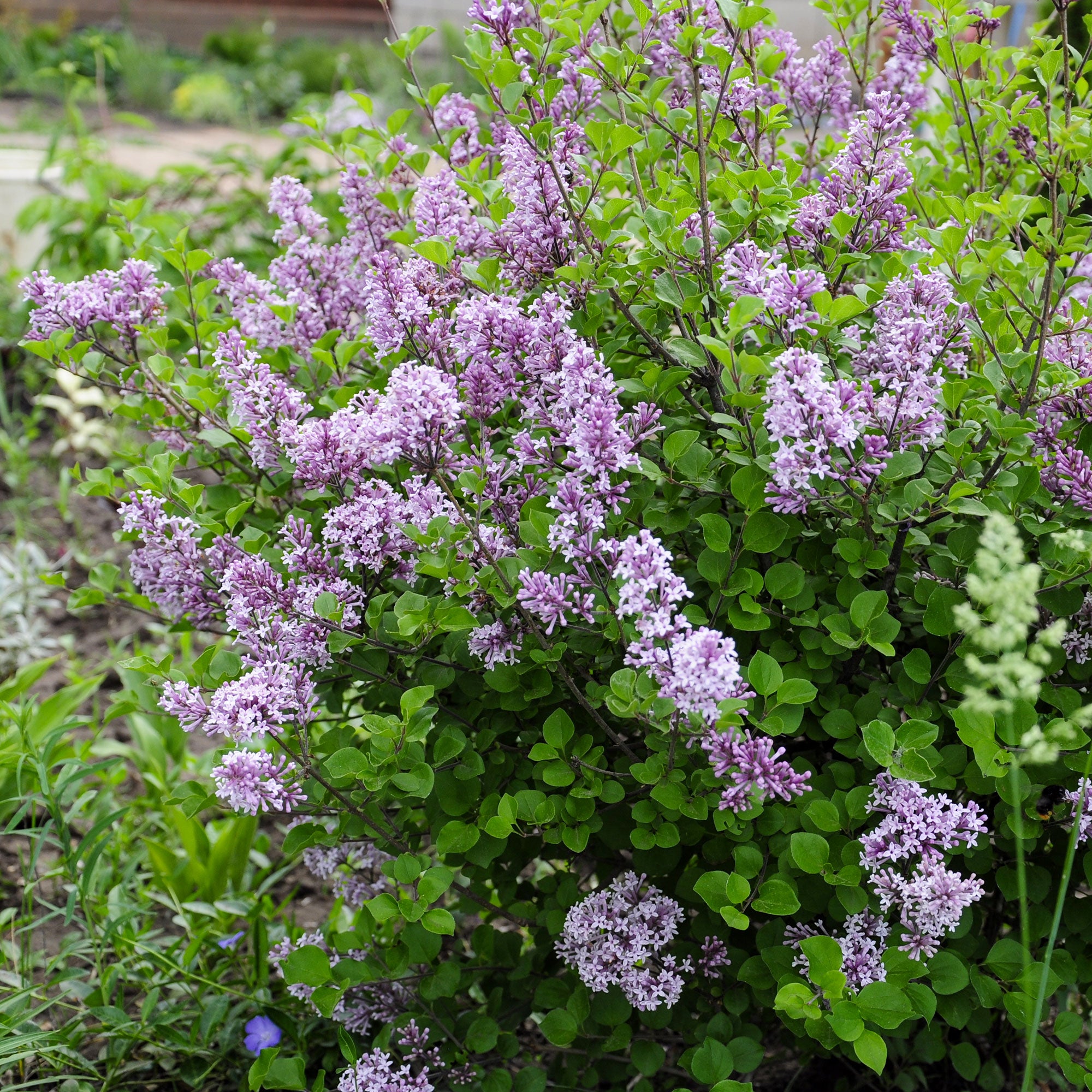Bakker Lilas nain Dark Purple arbuste violet pot 3L parfumé