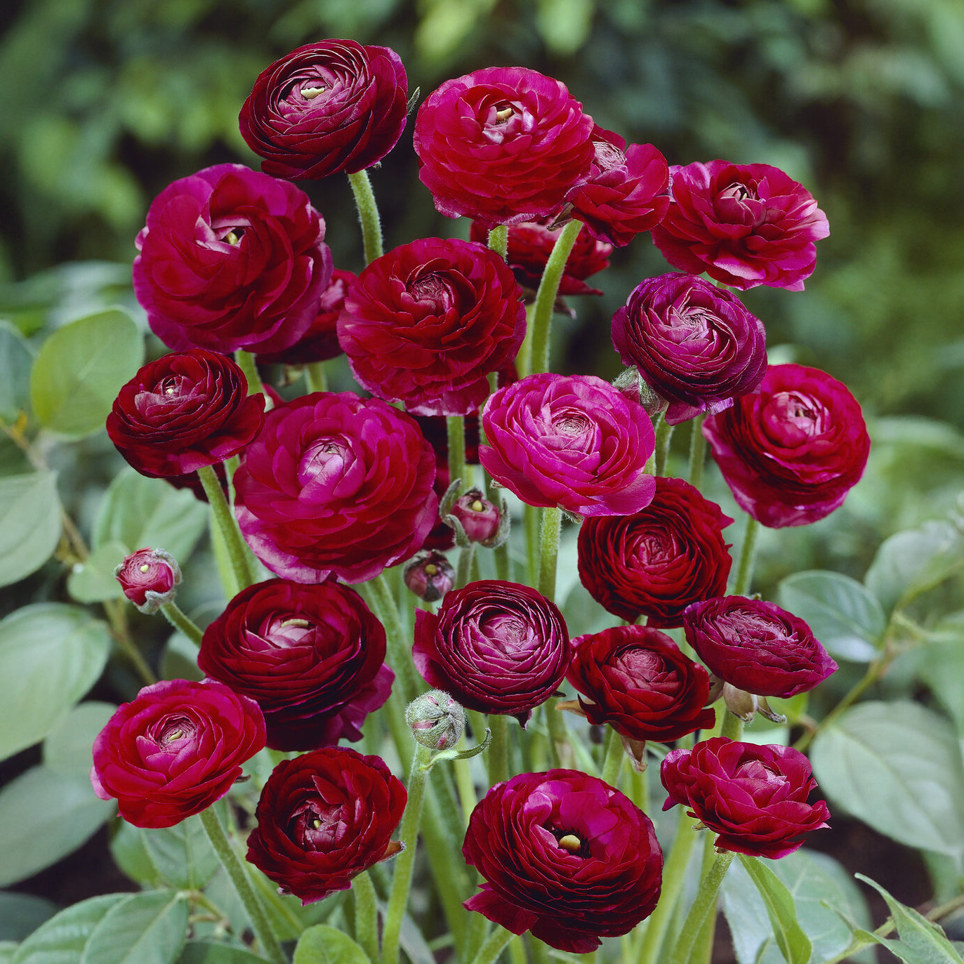 Bakker Bulbes à fleurs 10 Renoncules Pauline bulbe rouge