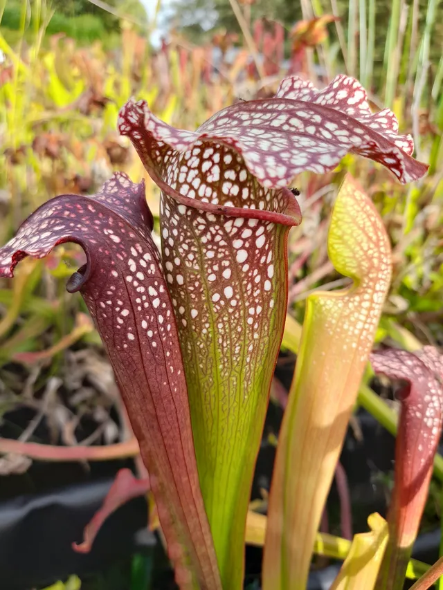 Carniflore Sarracenia x excellens large plante carnivore pot 11cm