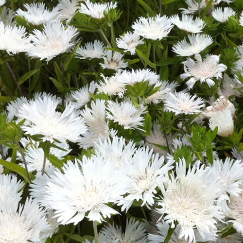 Bakker Stokesia Träumerei bleuet d'Amérique pot Ø 9cm