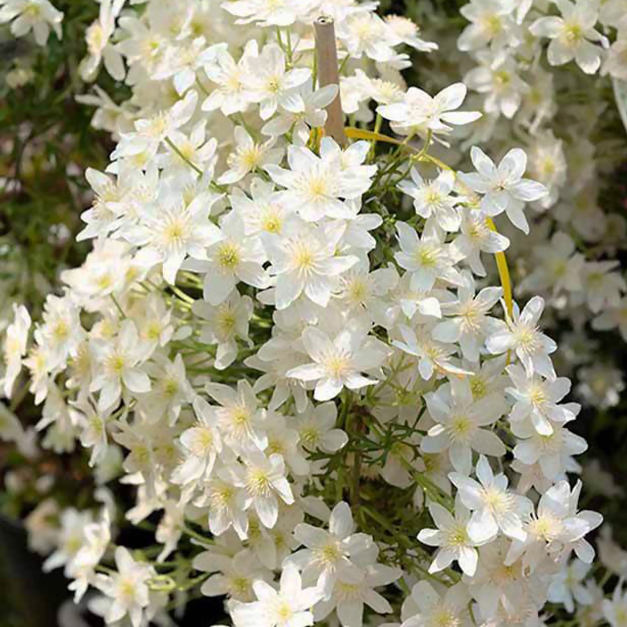 Bakker Early Sensation clématite grimpante pot 2L blanche