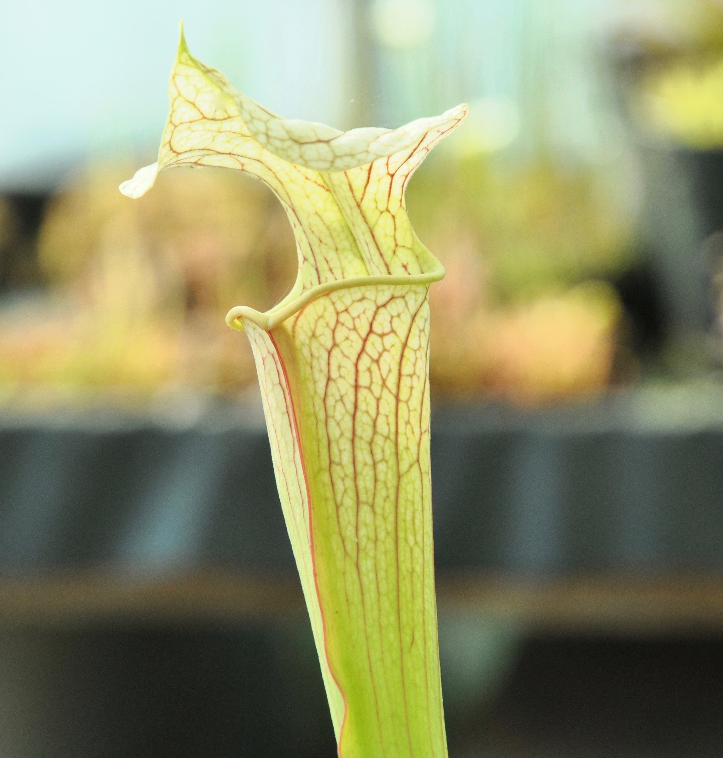 Carniflore Sarracenia x areolata giant plante carnivore 1 point