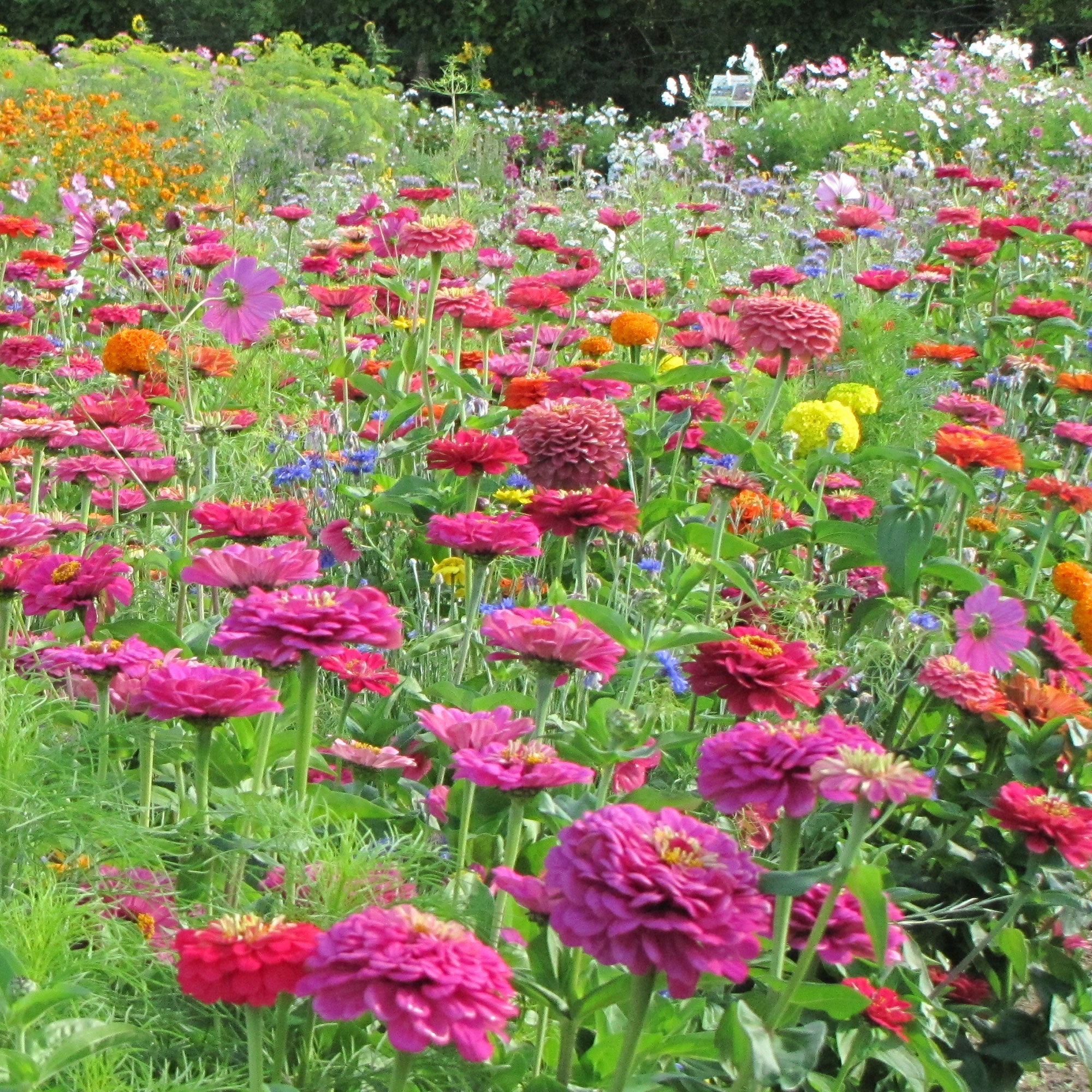 Bakker Fleurs à couper graines mélange 25g 20m²