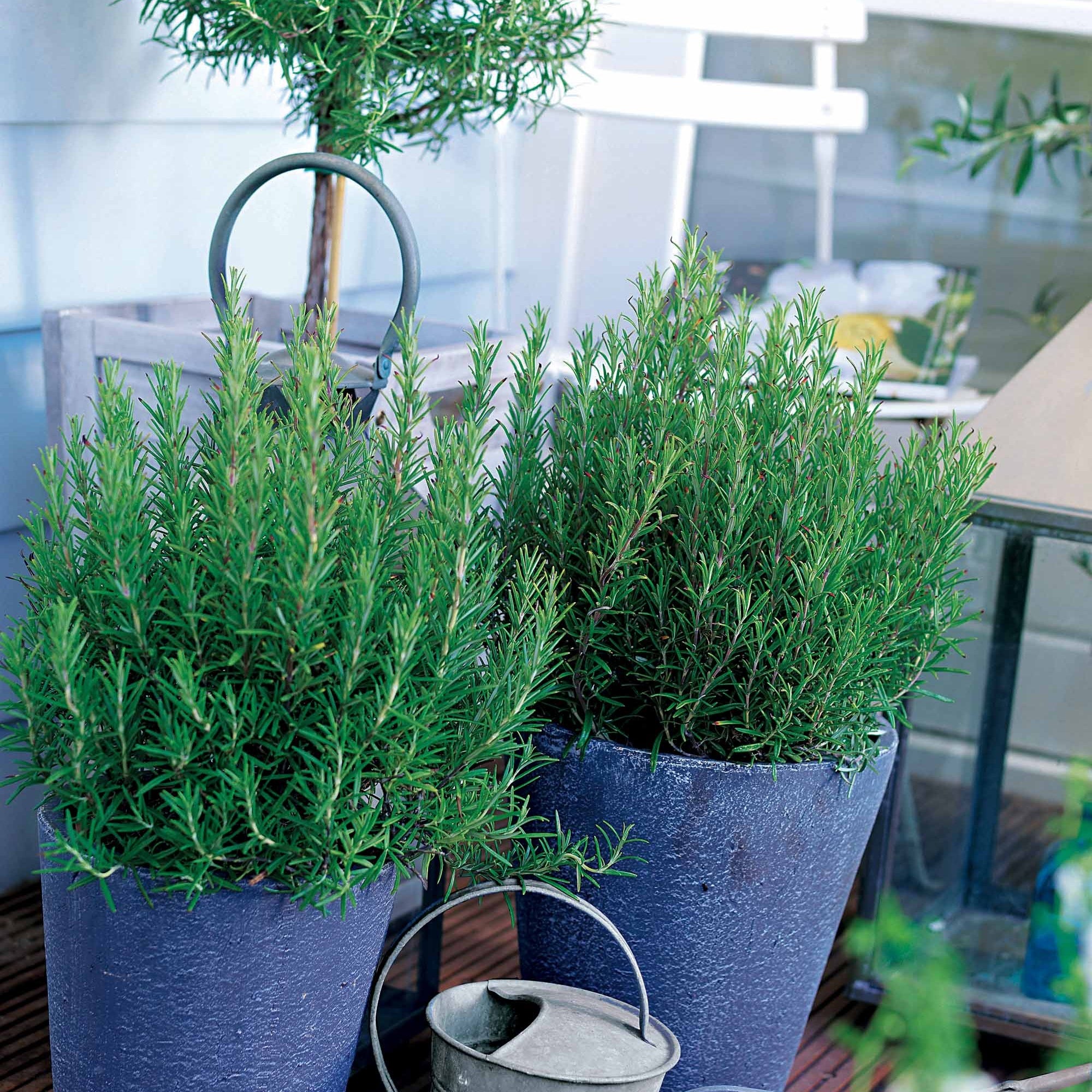 Bakker Romarin officinale aromatique pot 8cm persistant