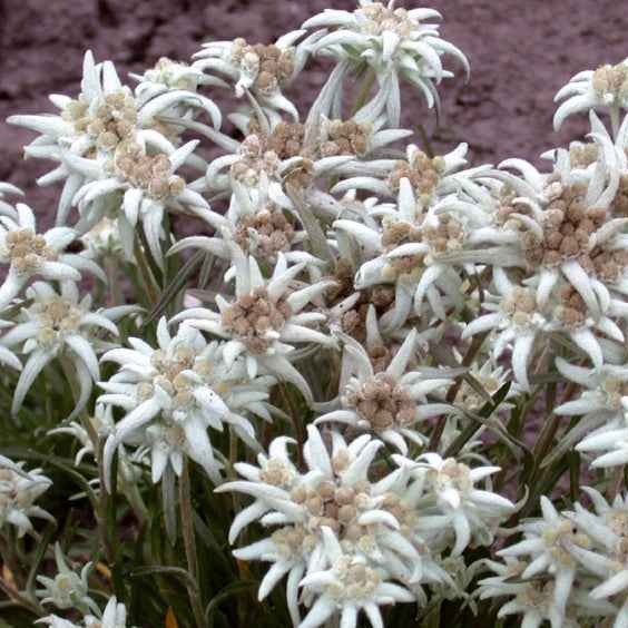 Bakker Edelweiss vivace Leontopodium alpinum graines sachet 0,1g blanche