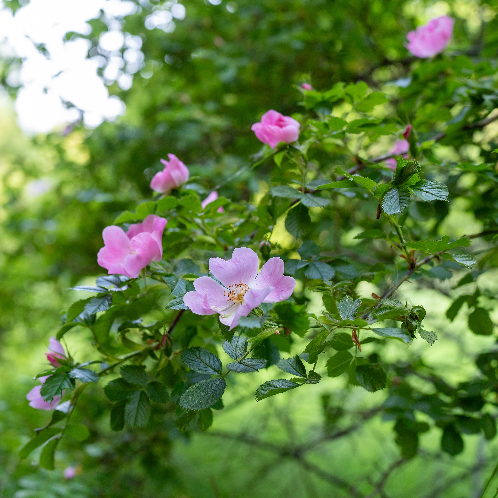 Bakker Eglantier Odorant rosier pot 3L fleurs roses parfumées